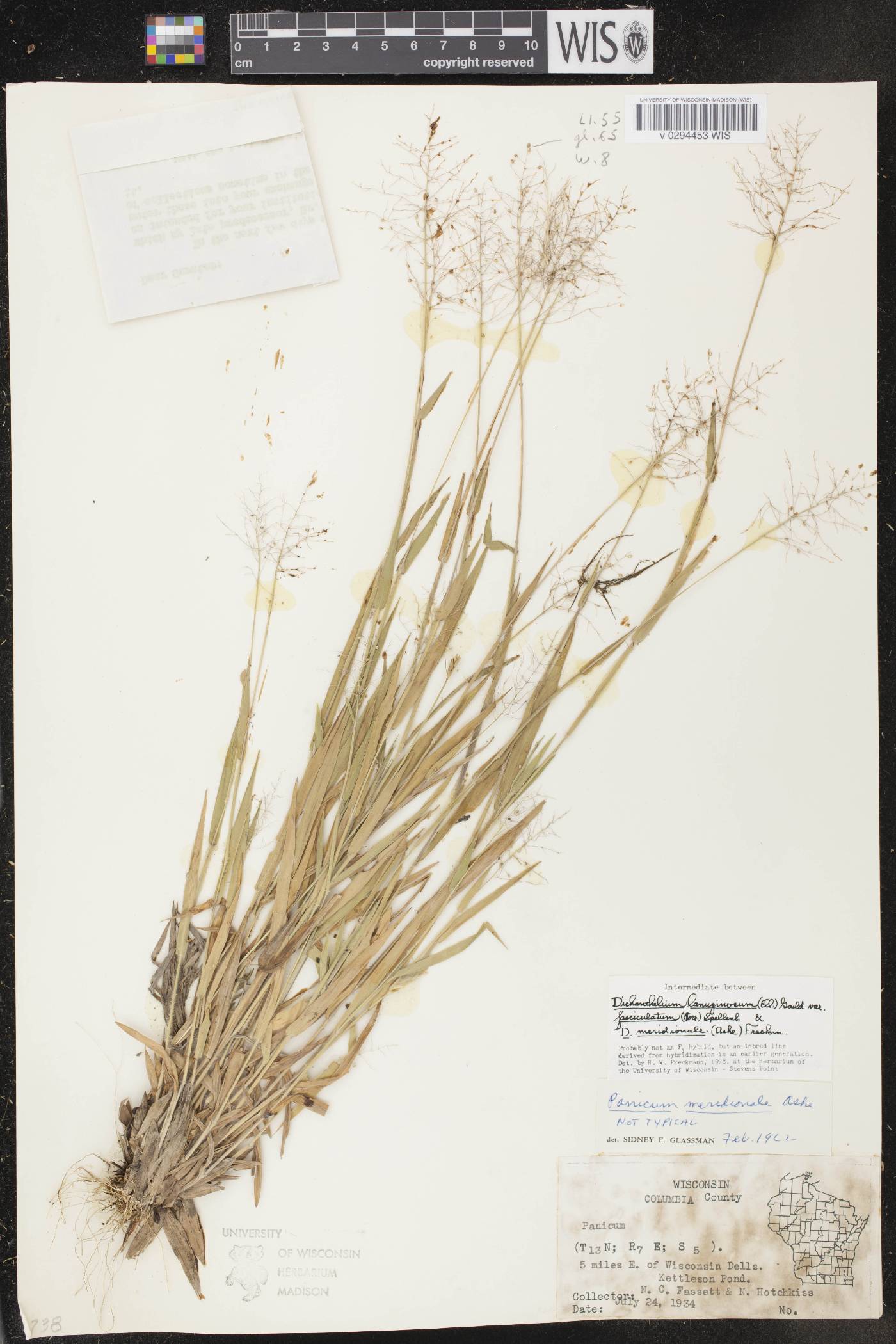 Dichanthelium meridionale image