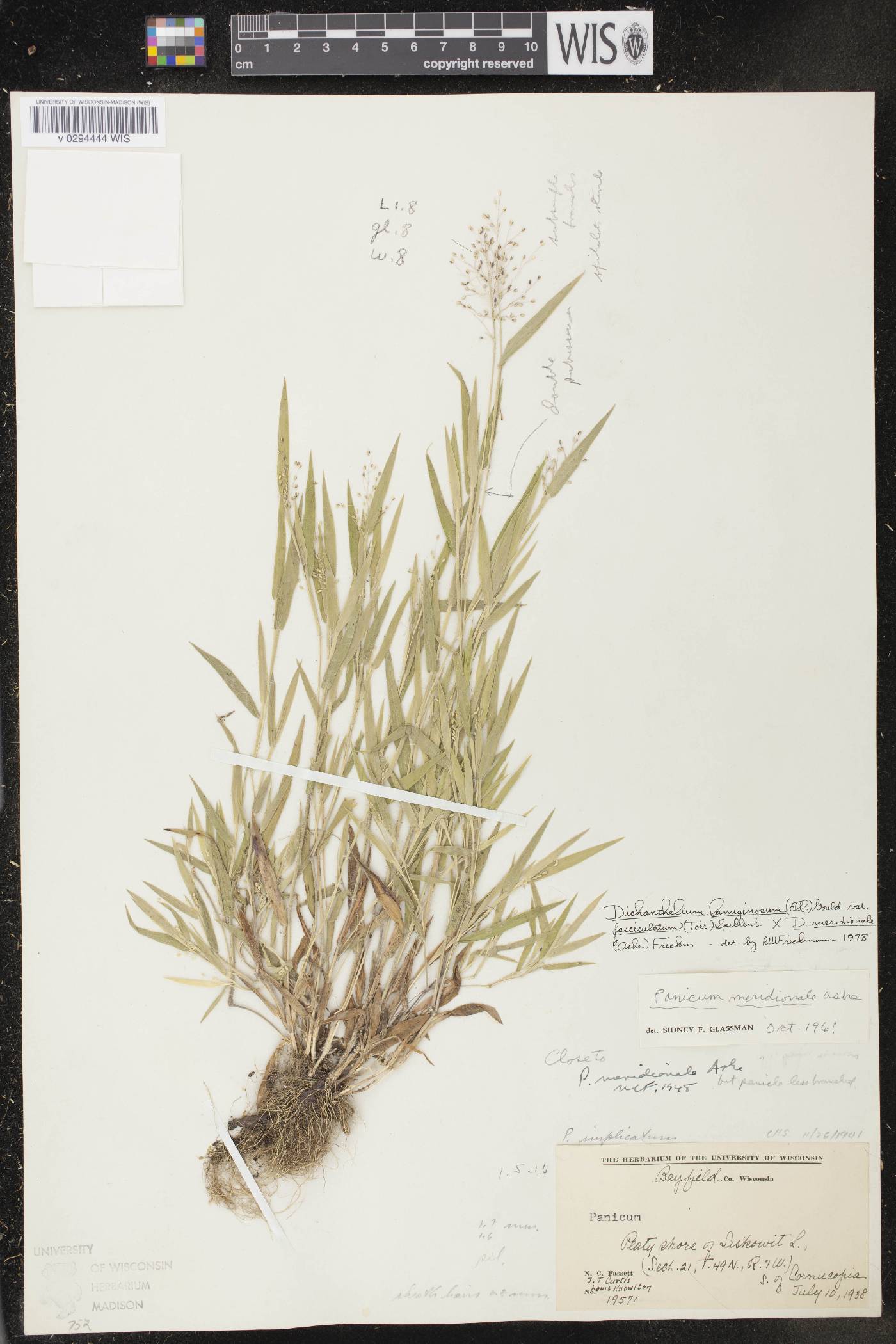 Dichanthelium meridionale image