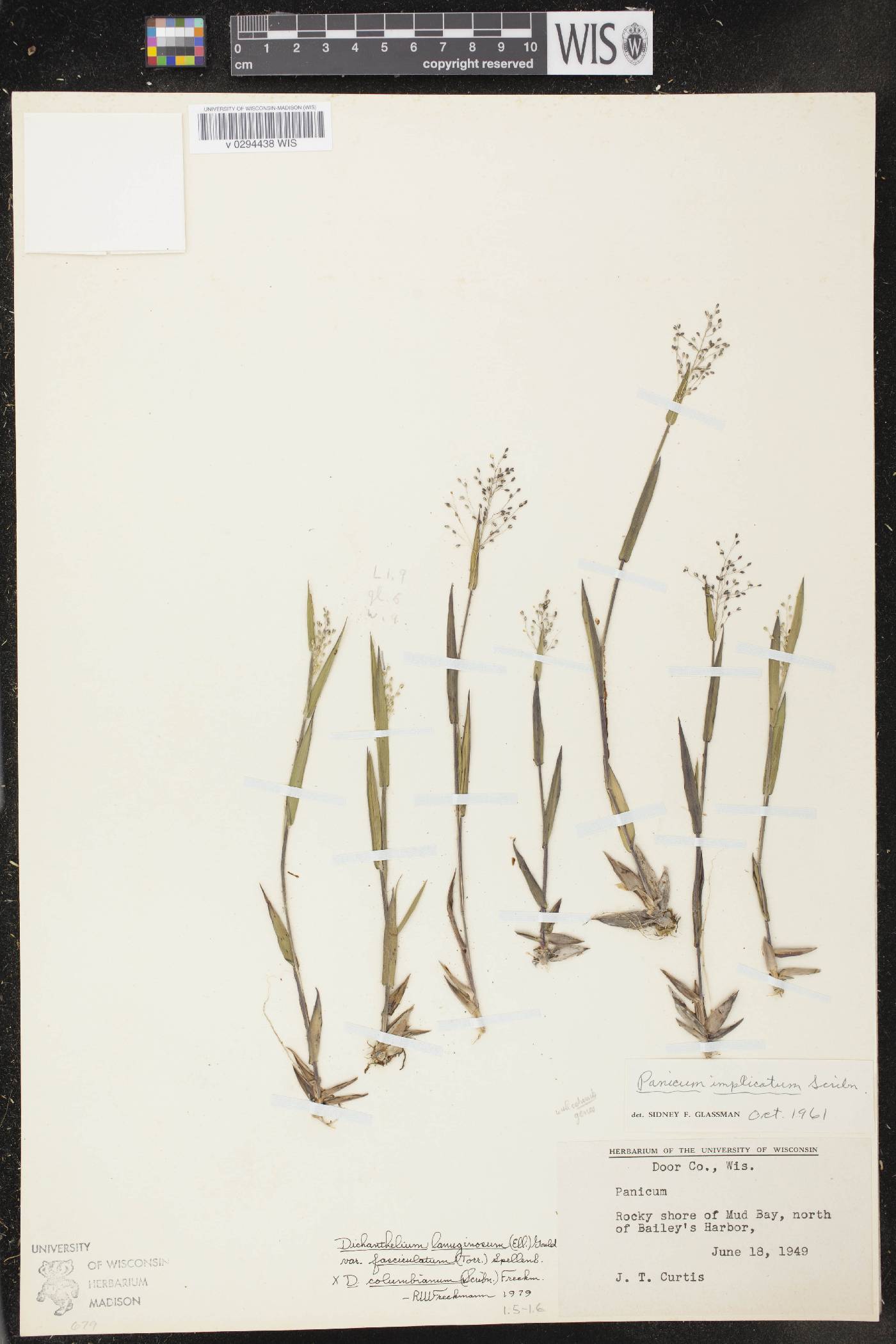 Dichanthelium meridionale image