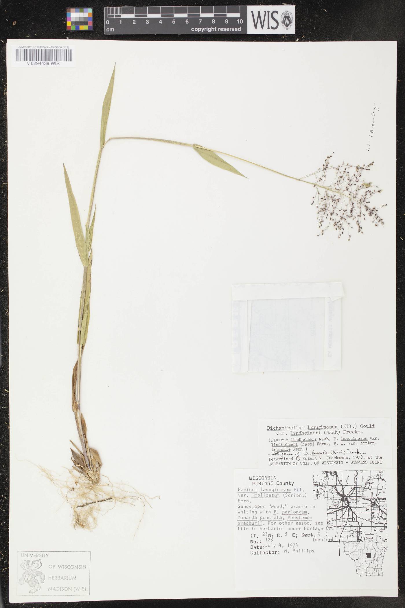 Dichanthelium acuminatum var. lindheimeri image