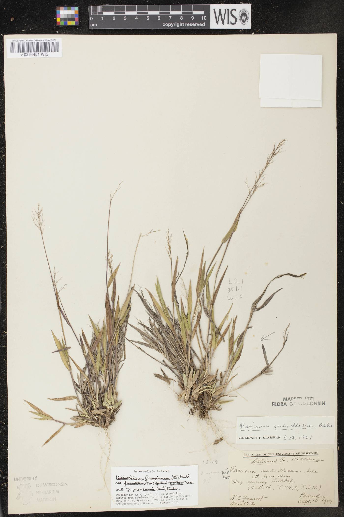 Dichanthelium acuminatum var. fasciculatum image