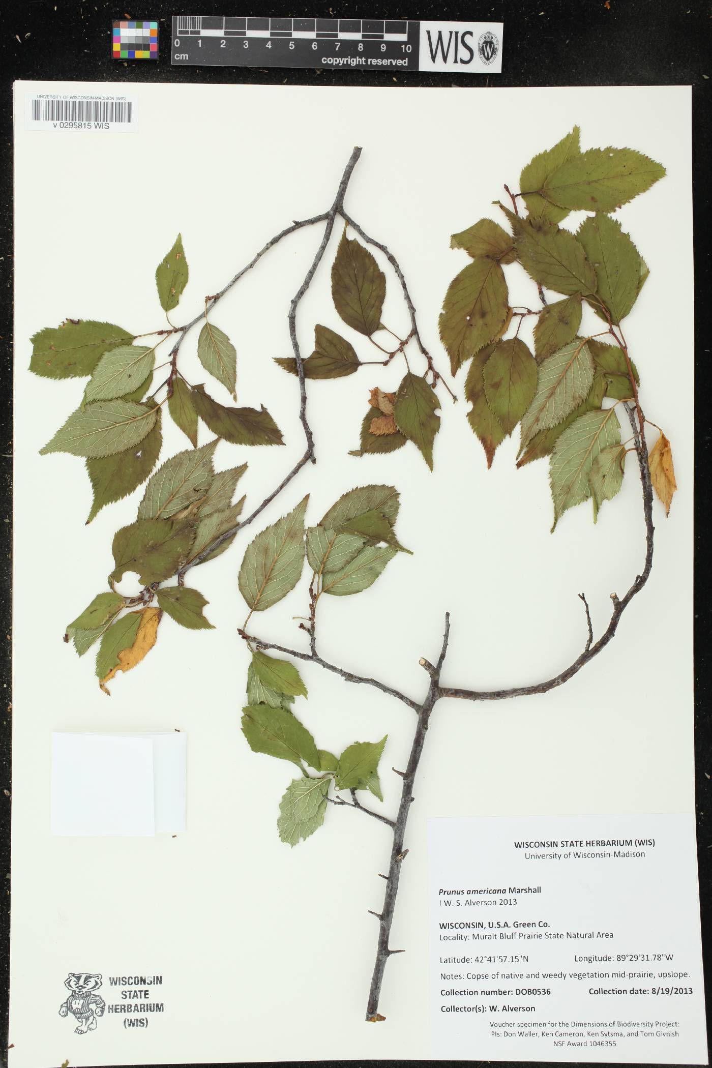 Prunus americana image