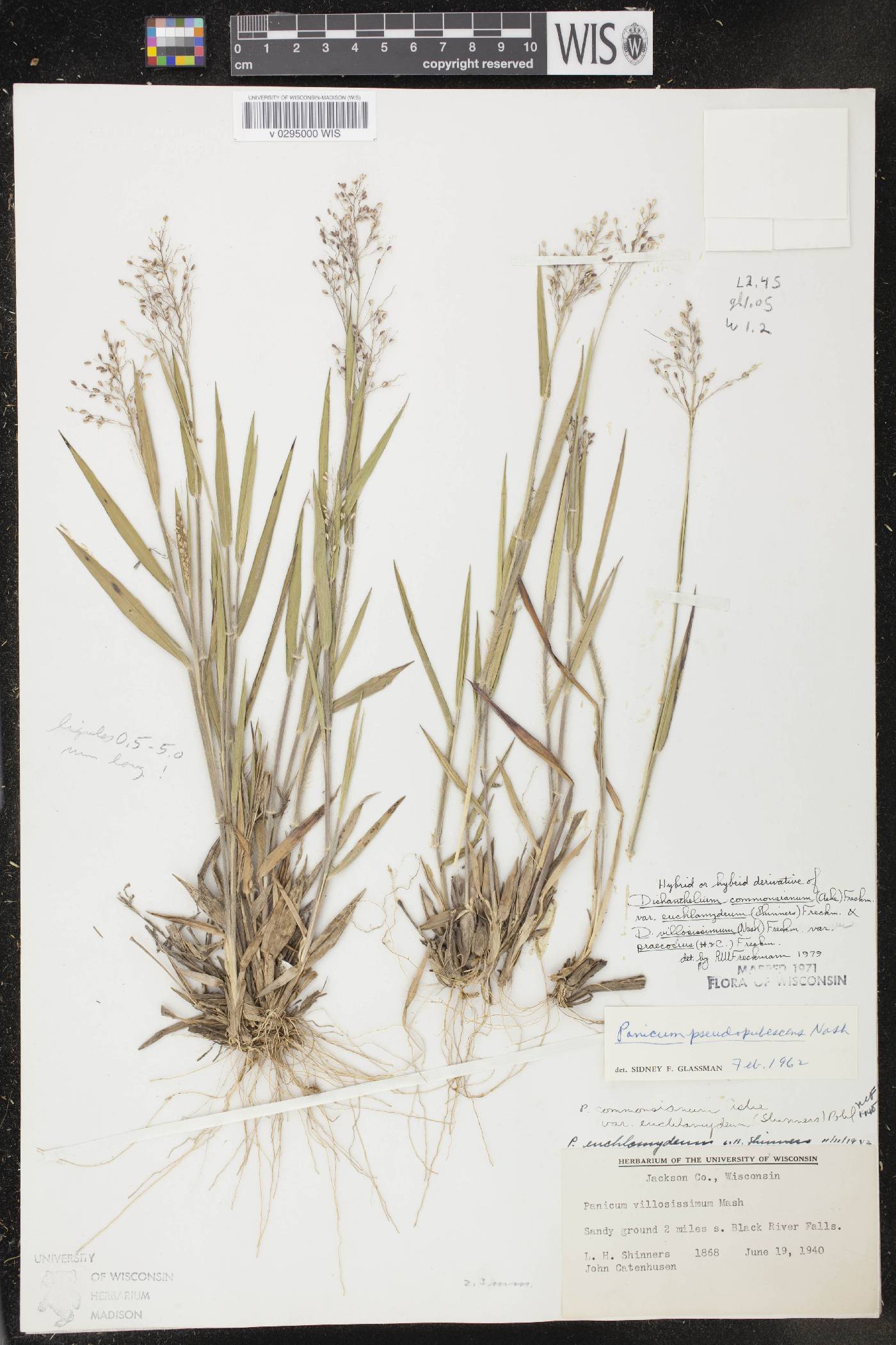 Dichanthelium commonsianum var. euchlamydeum image