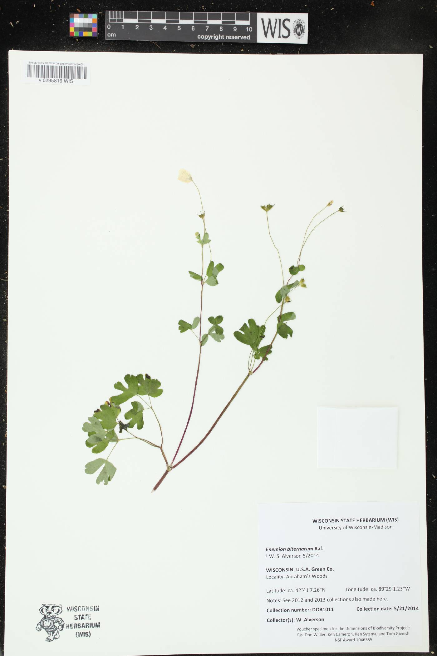 Enemion biternatum image