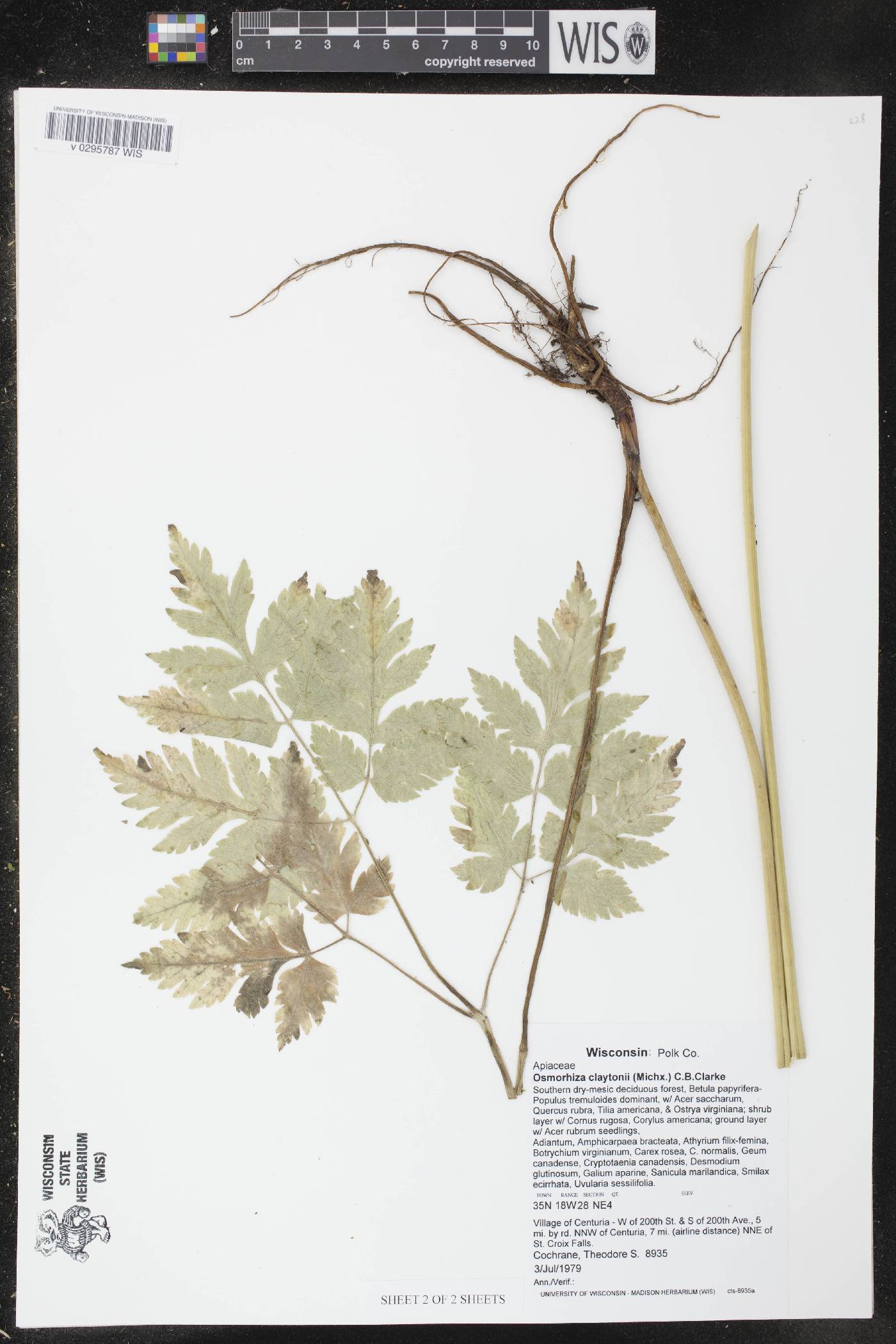 Osmorhiza claytonii image