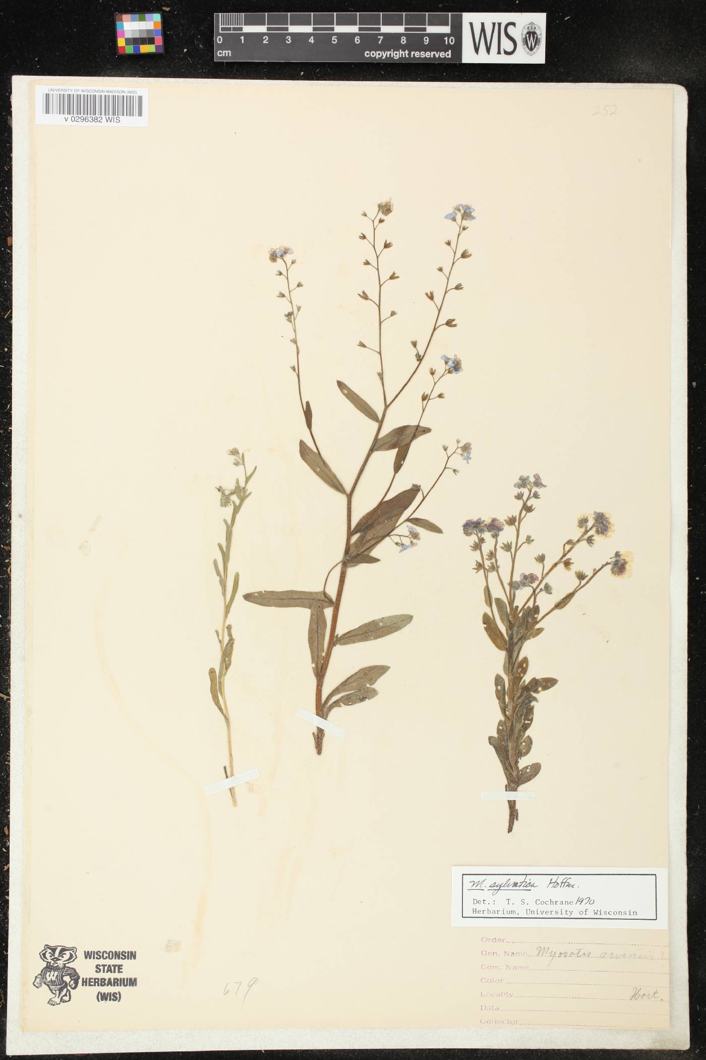 Myosotis sylvatica image