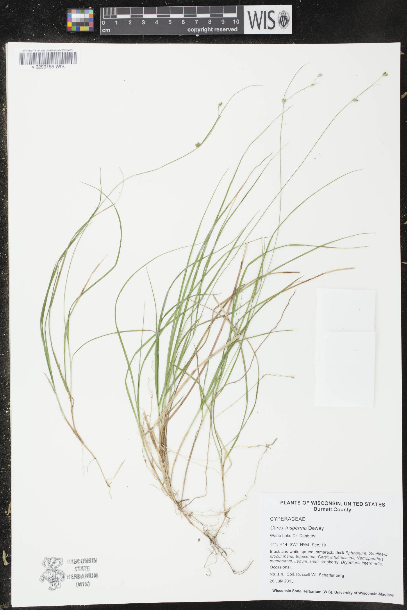 Carex trisperma image