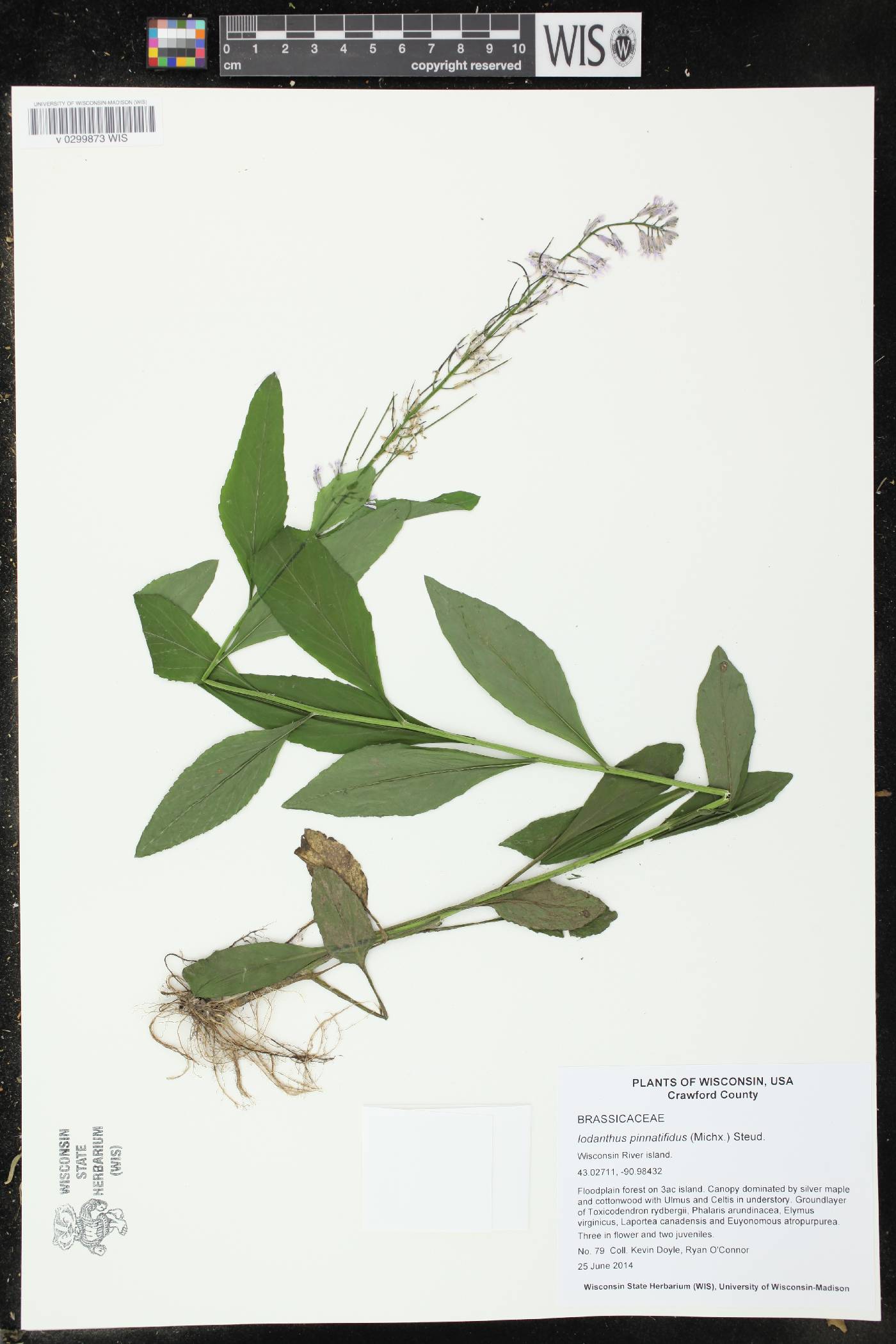 Iodanthus pinnatifidus image