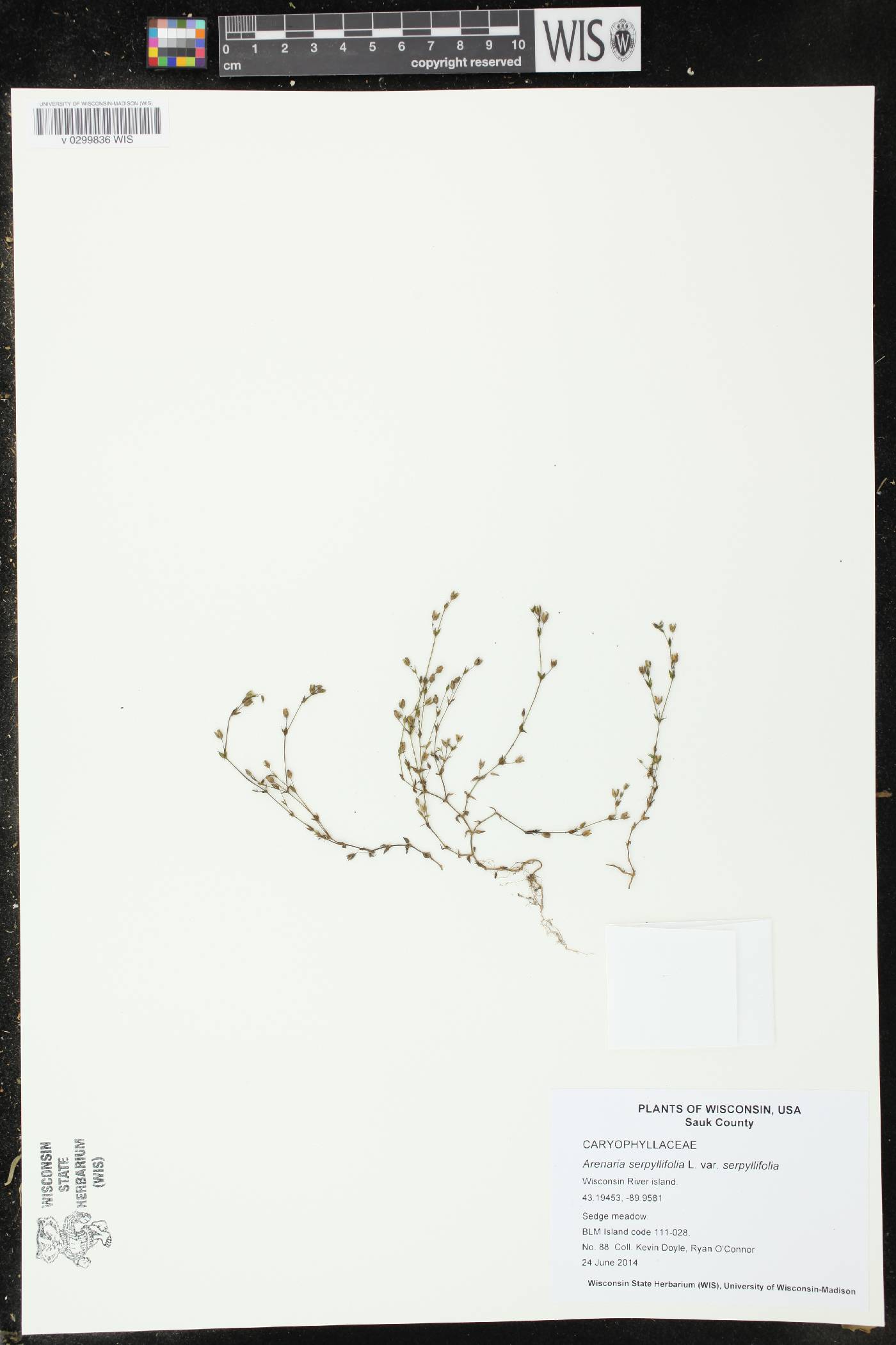 Arenaria serpyllifolia image