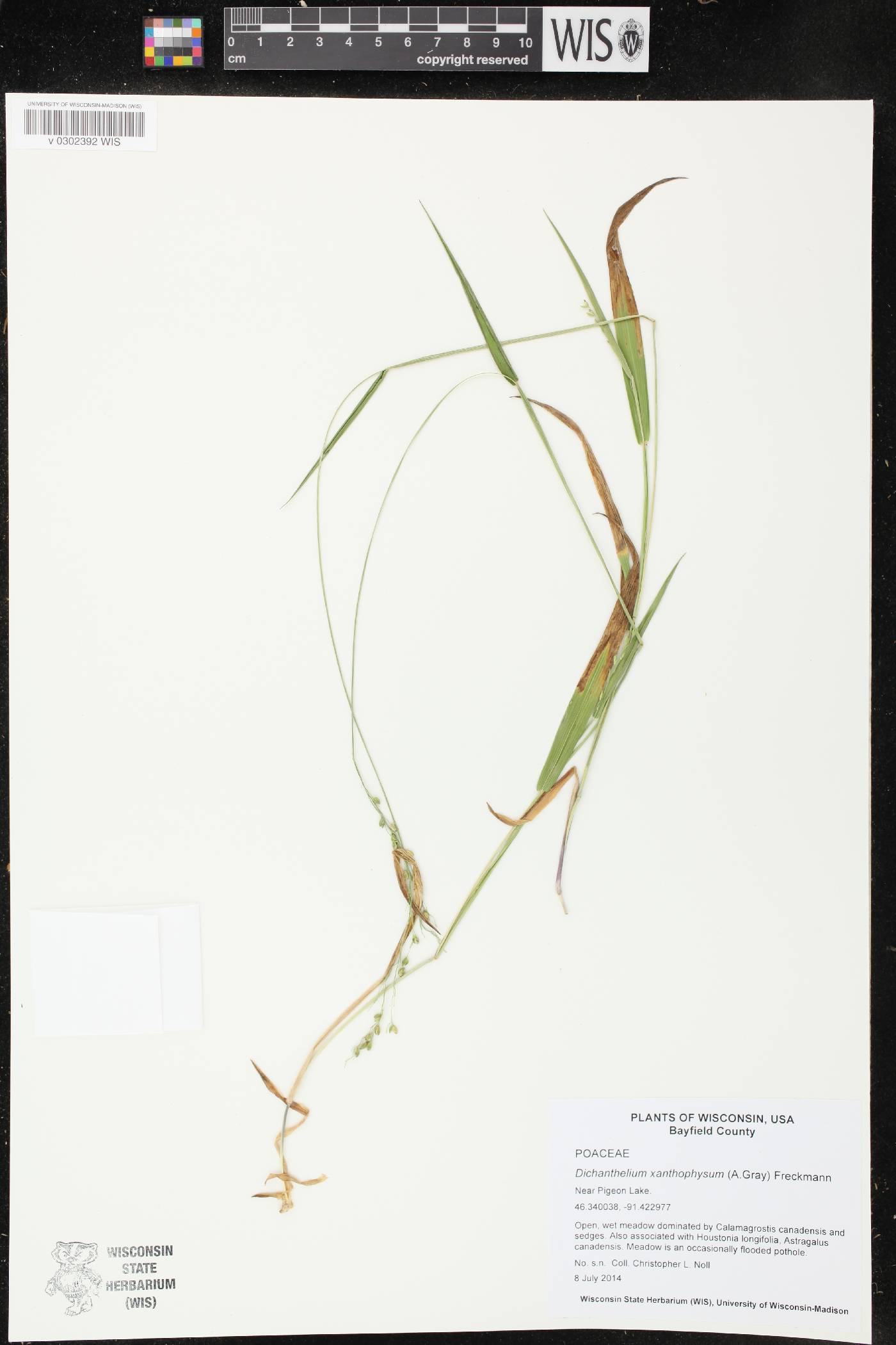 Dichanthelium xanthophysum image