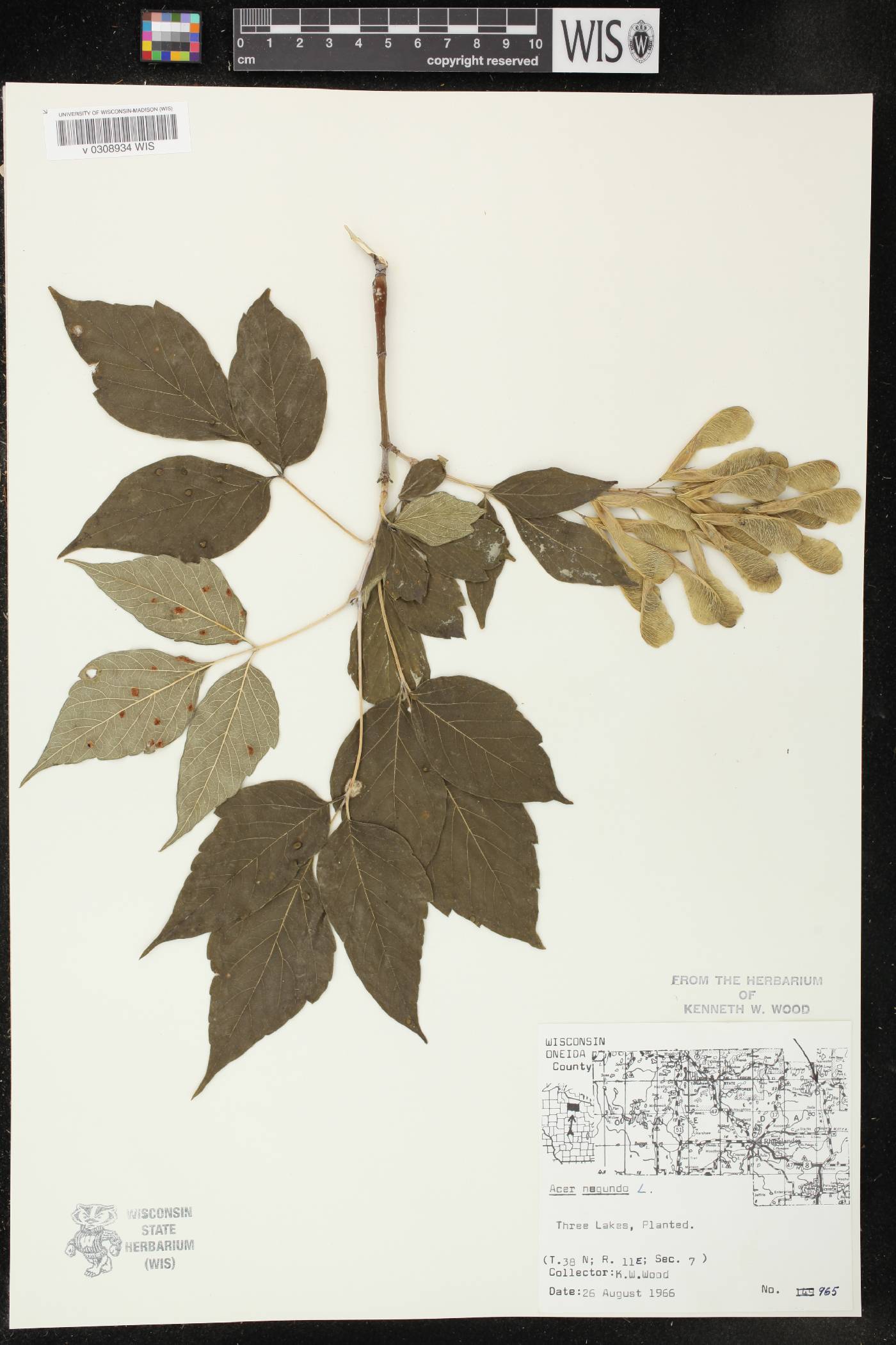 Acer negundo image