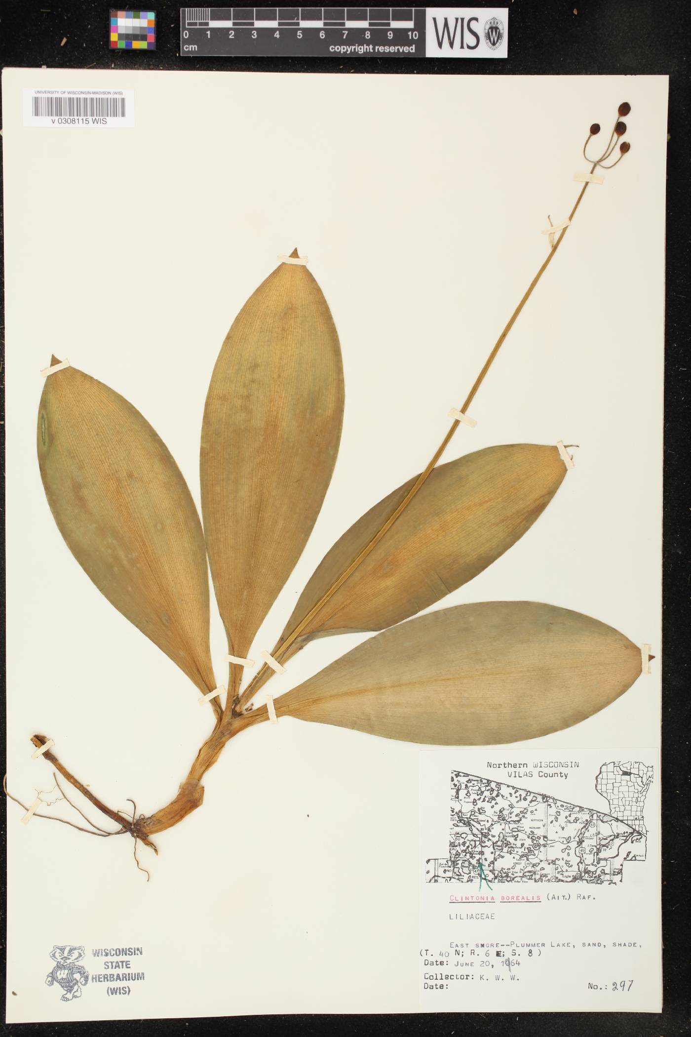 Clintonia borealis image