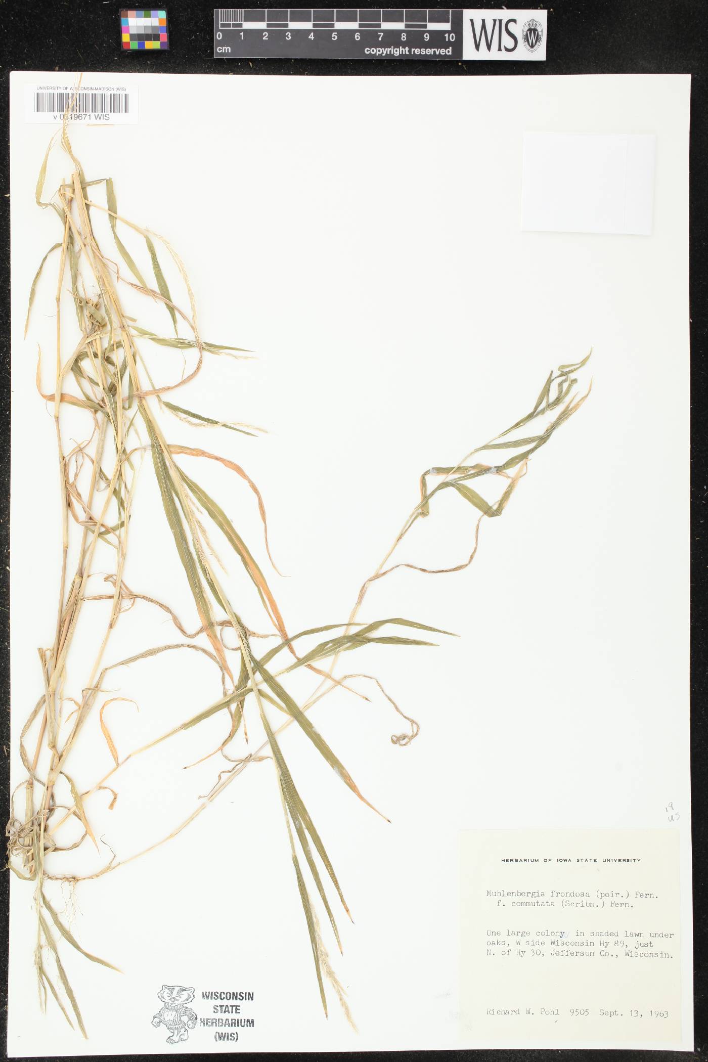 Muhlenbergia frondosa image