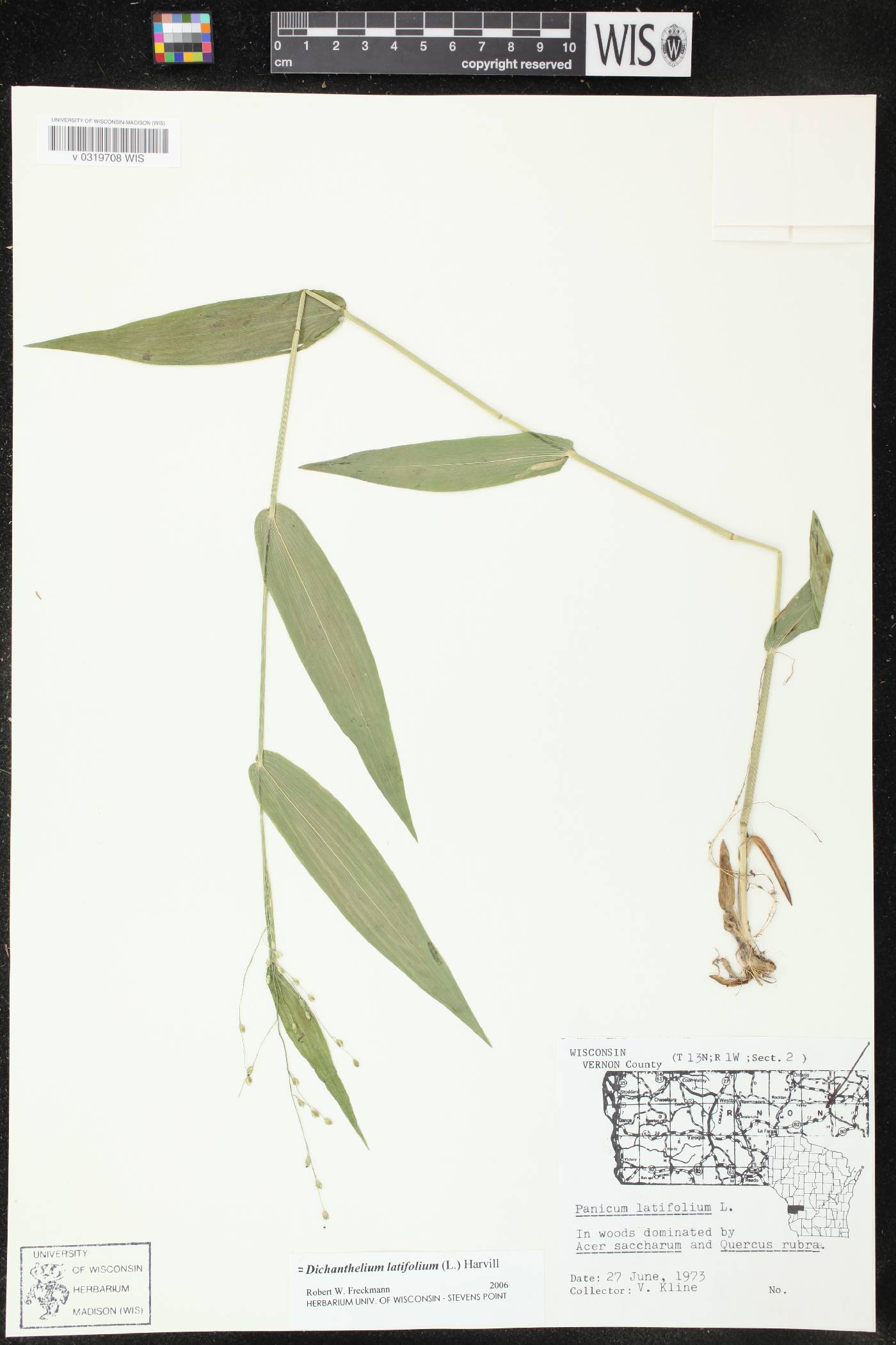 Dichanthelium latifolium image