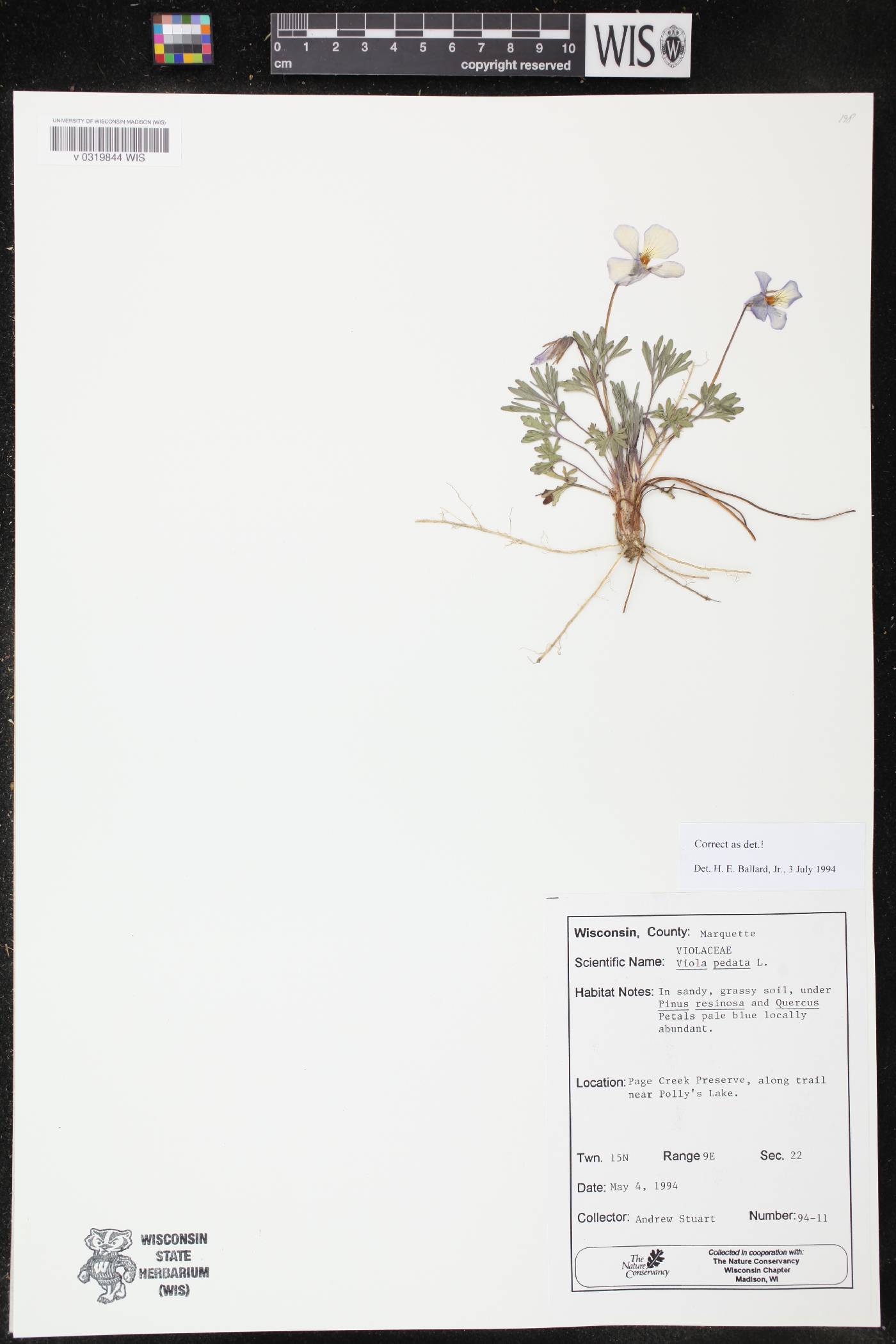 Viola pedata image