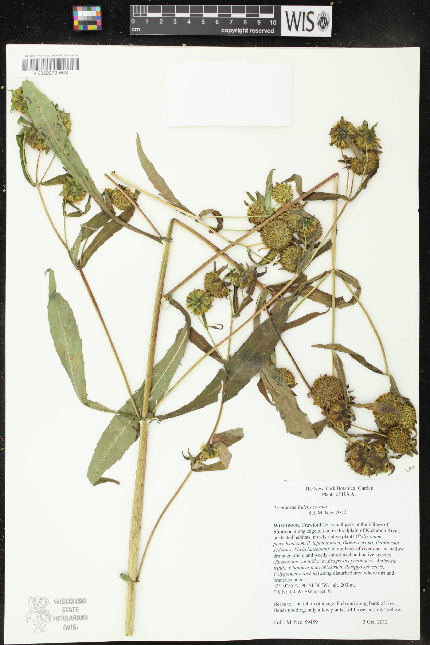 Bidens cernua image