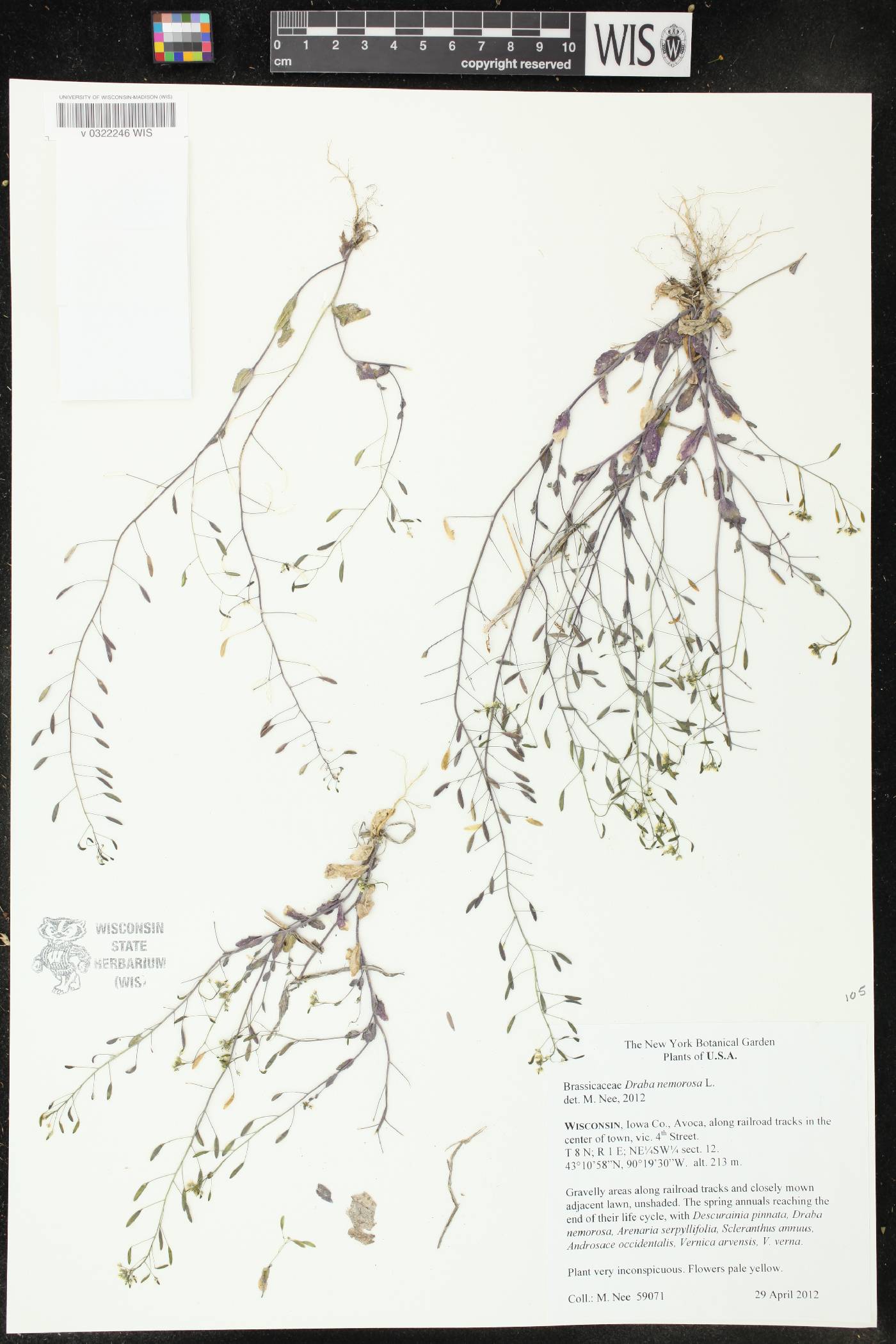 Draba nemorosa image