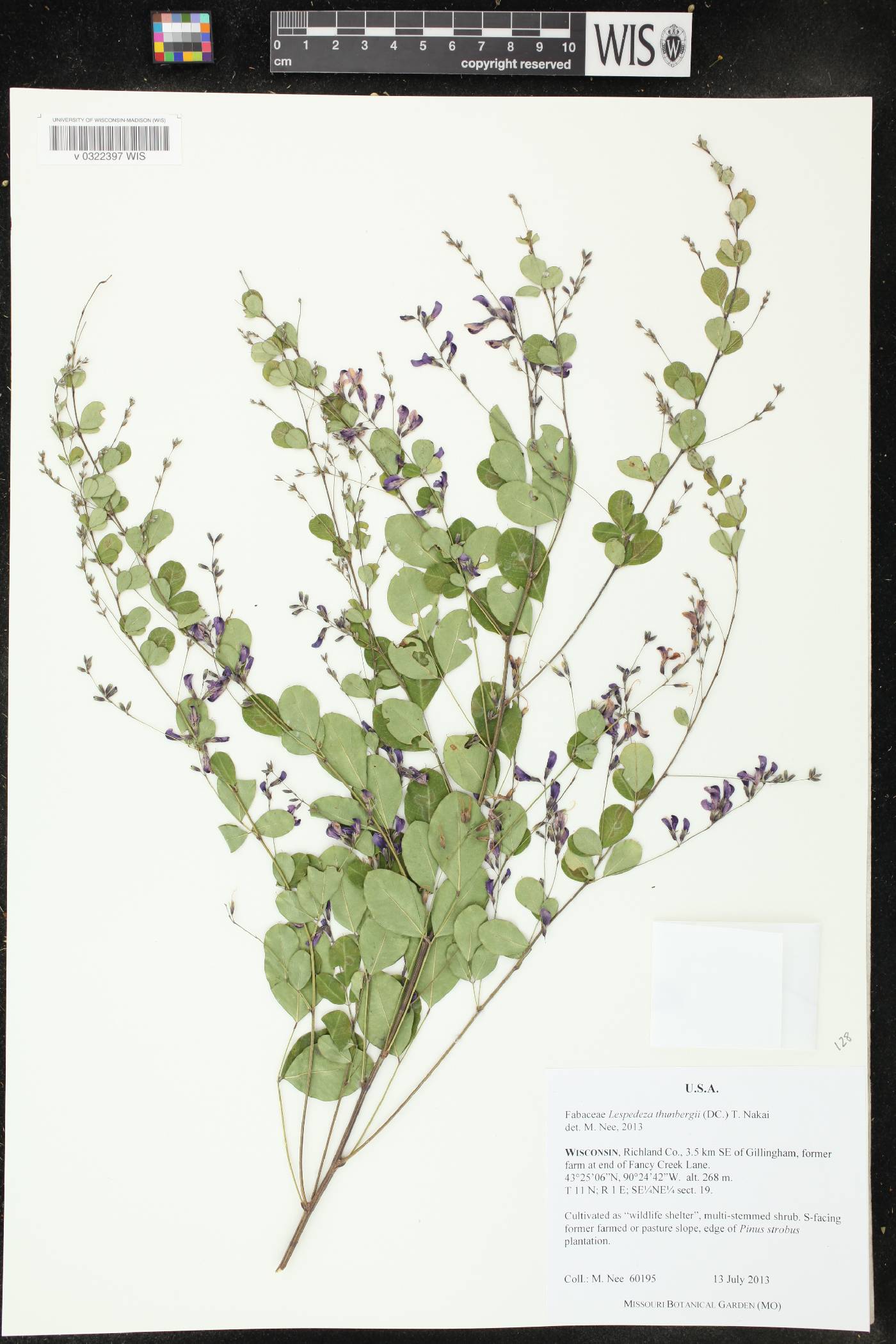 Lespedeza thunbergii image