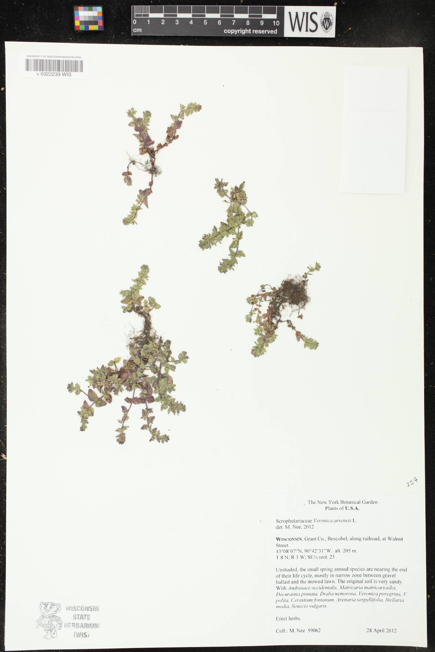 Veronica arvensis image