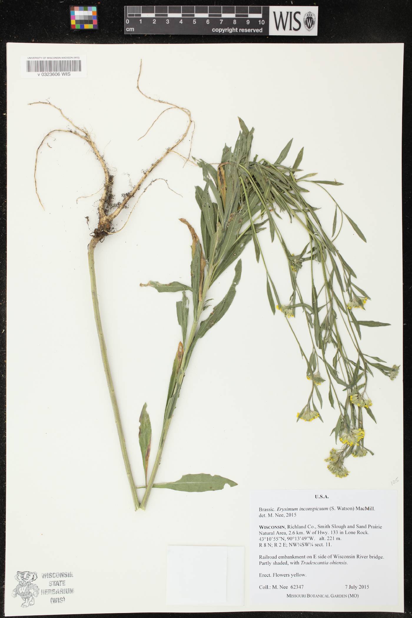 Erysimum inconspicuum image