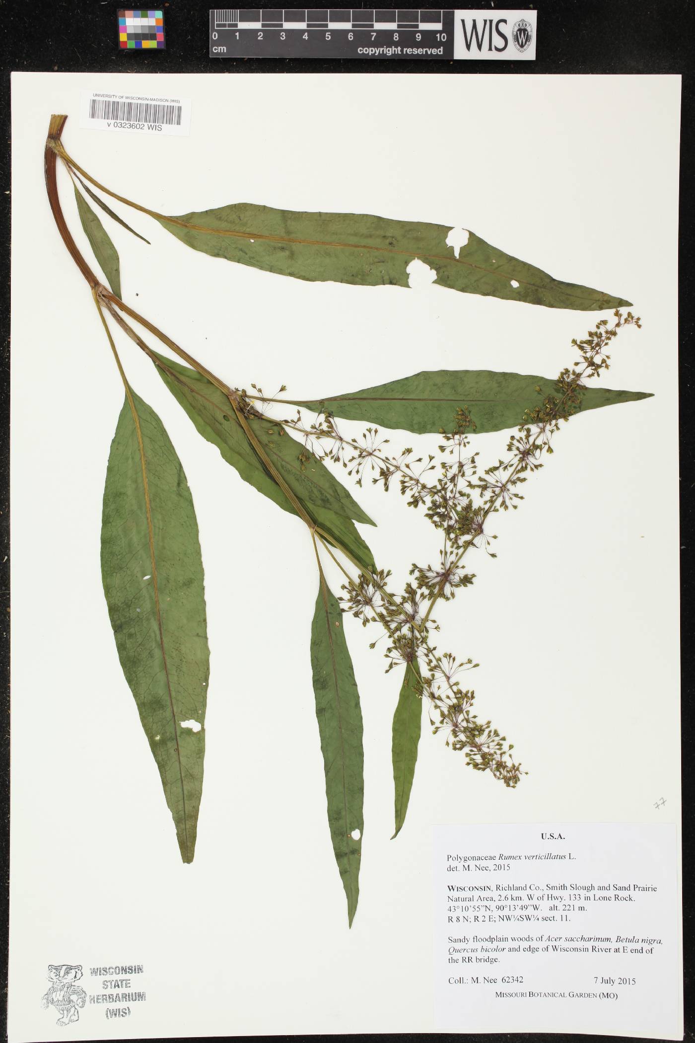 Rumex verticillatus image