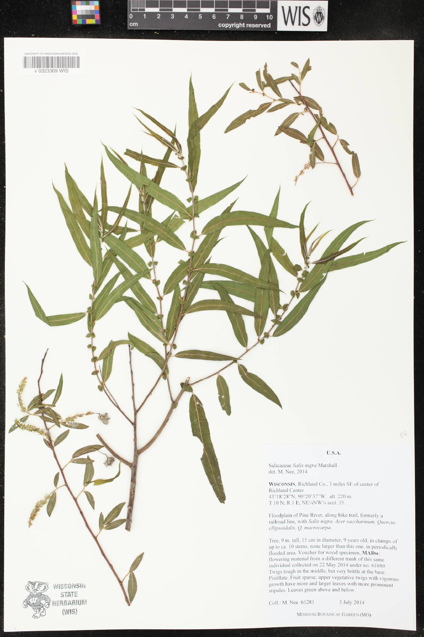 Salix nigra image