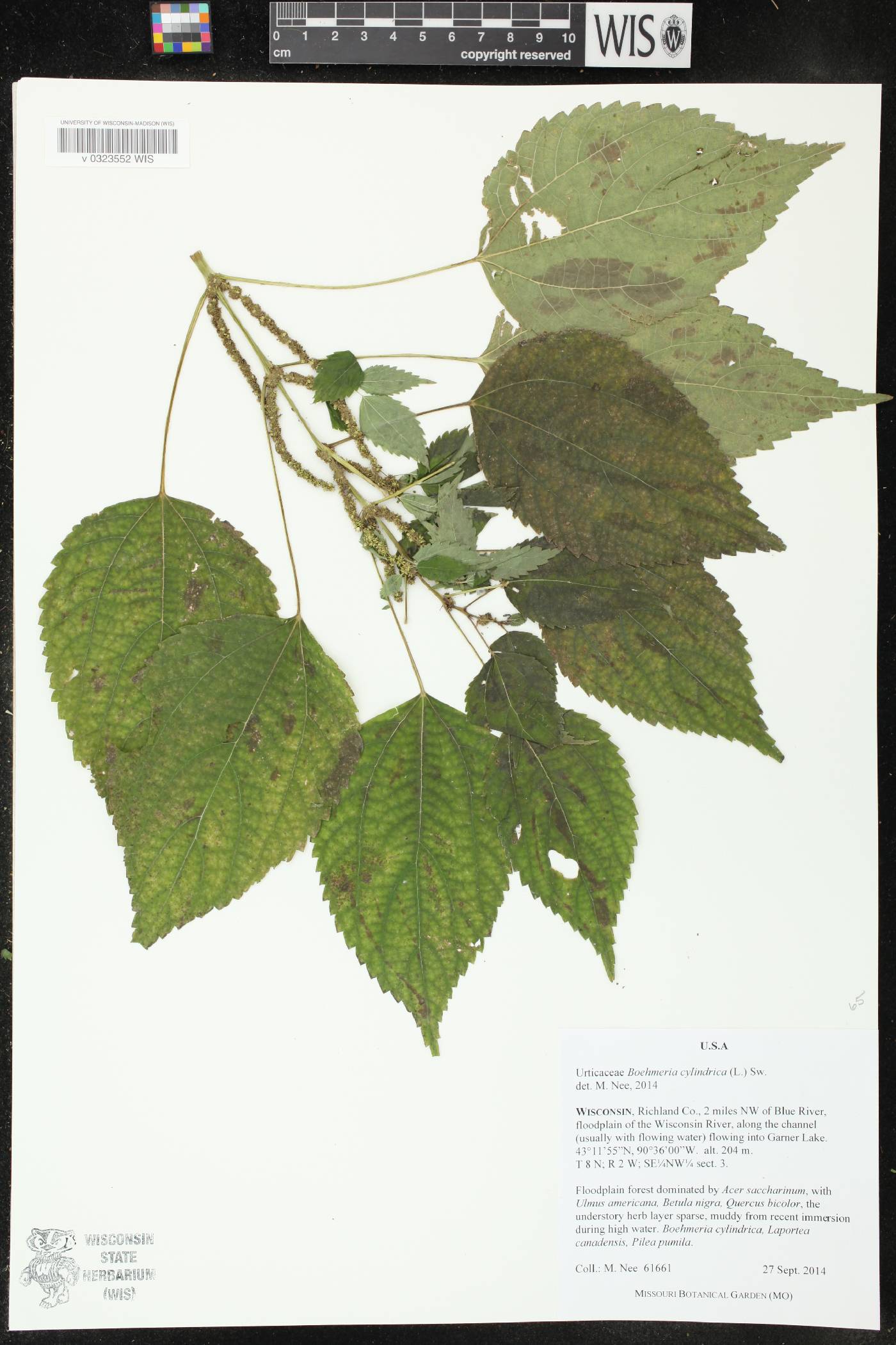 Boehmeria cylindrica image