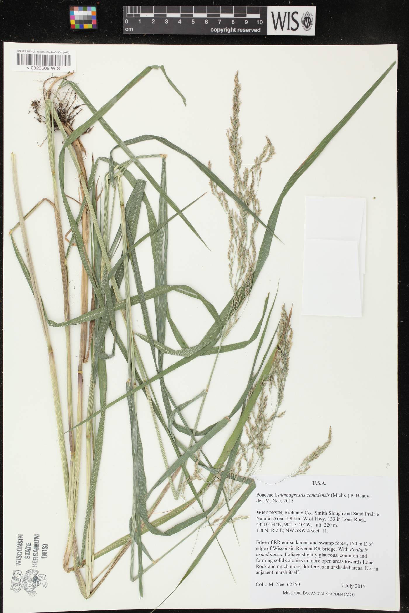 Calamagrostis canadensis image