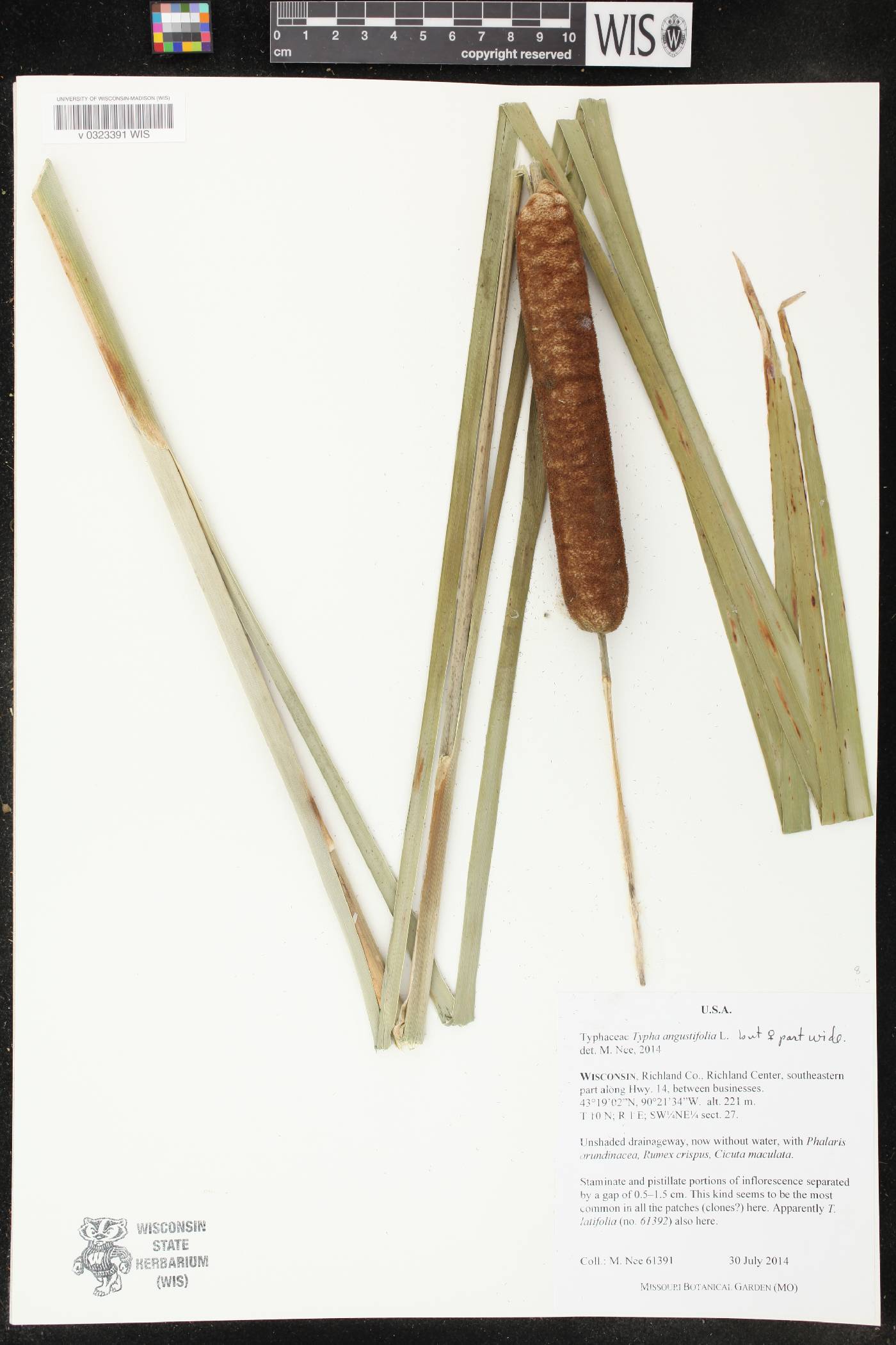 Typha angustifolia image