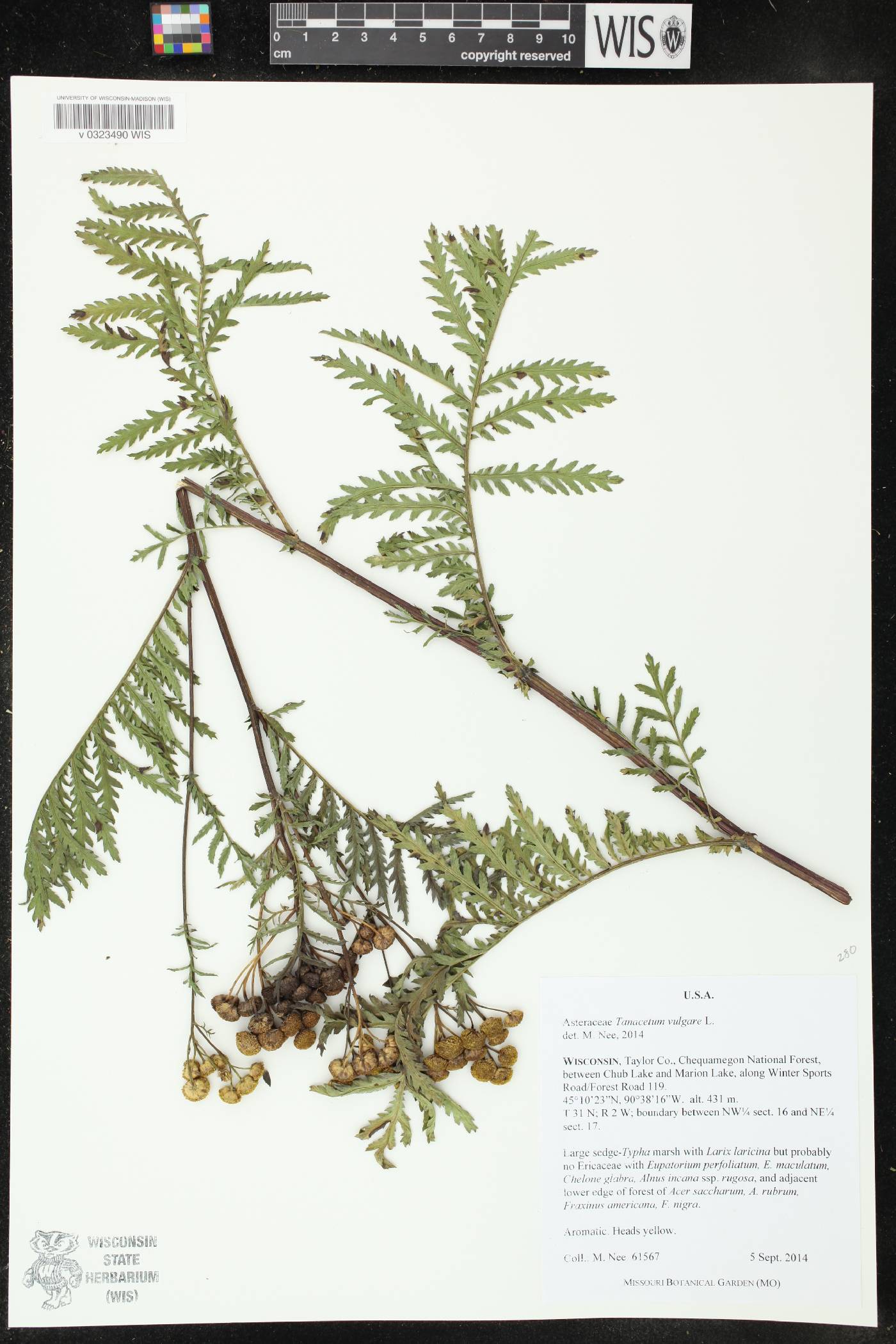 Tanacetum vulgare image