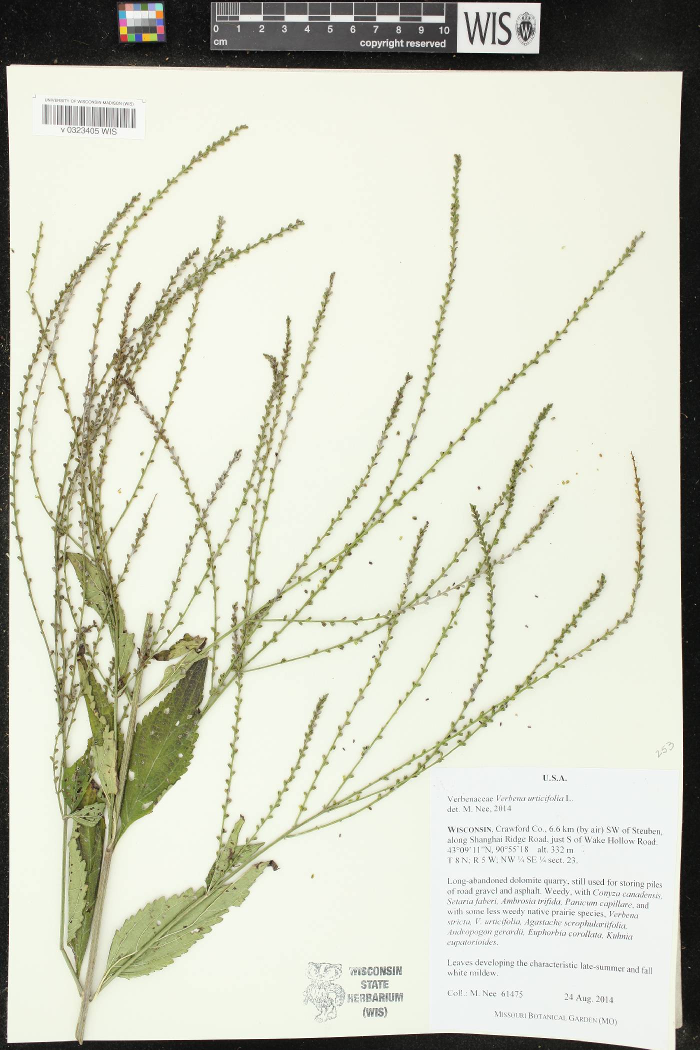 Verbena urticifolia image