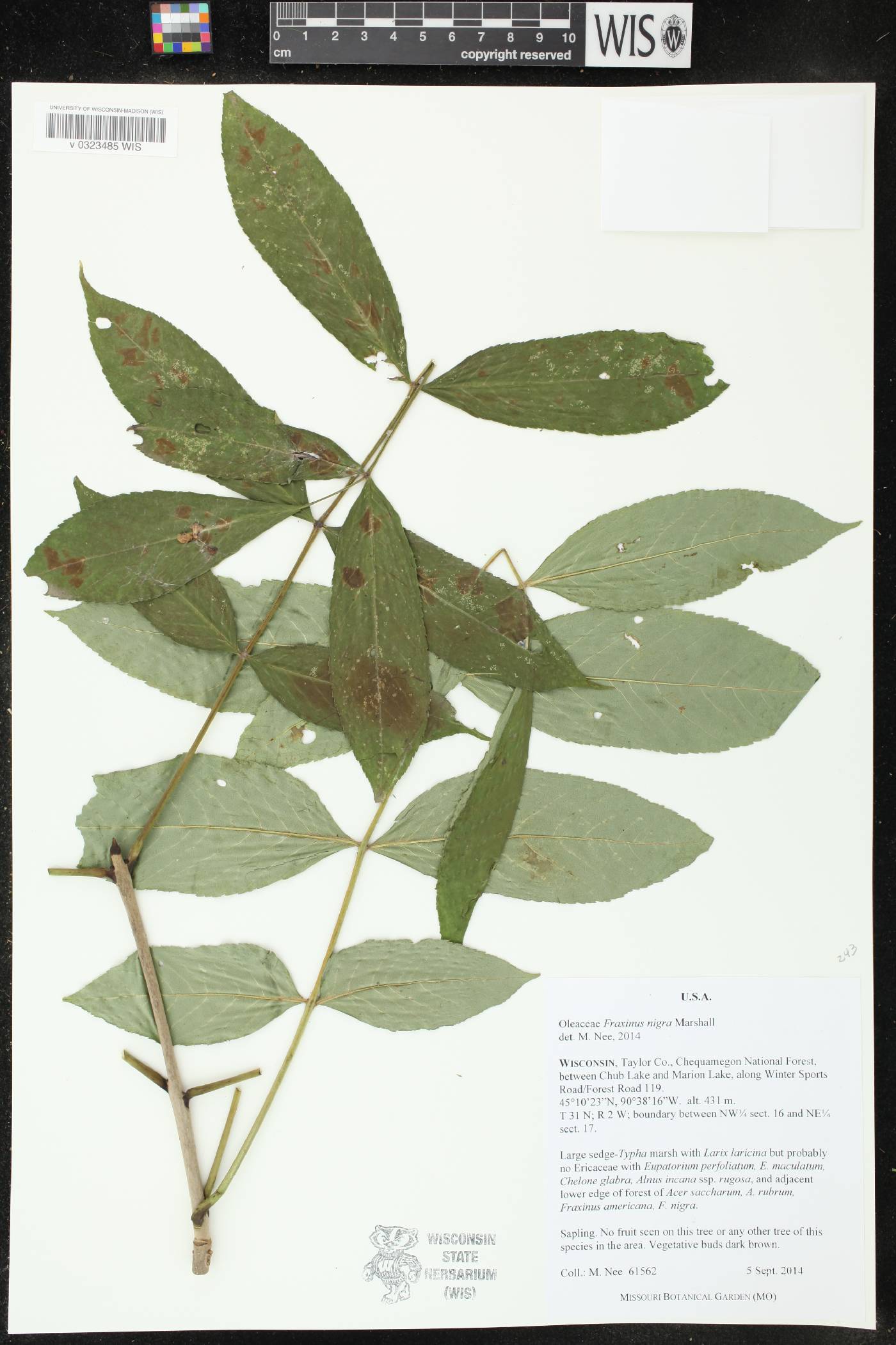 Fraxinus nigra image