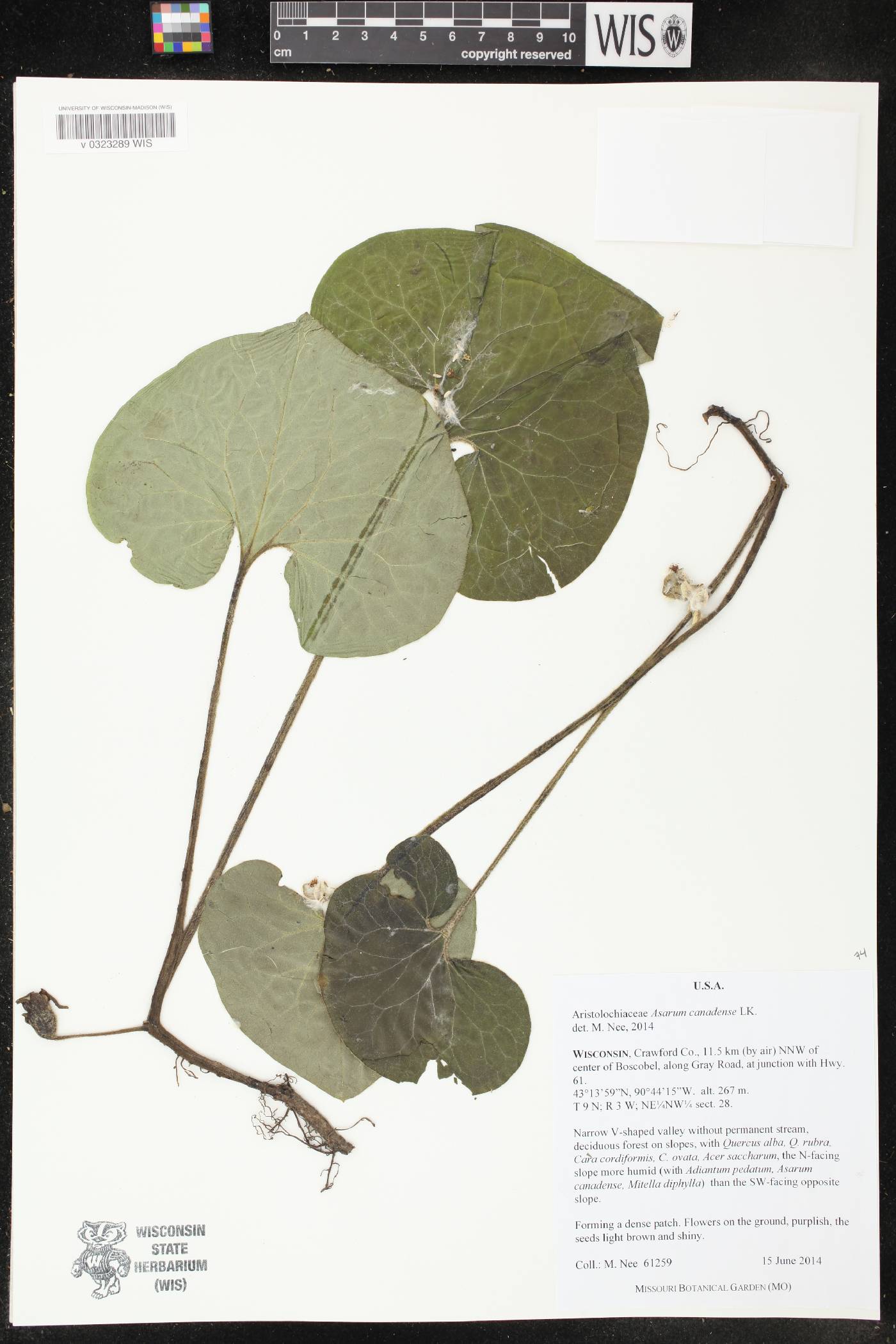 Asarum canadense image