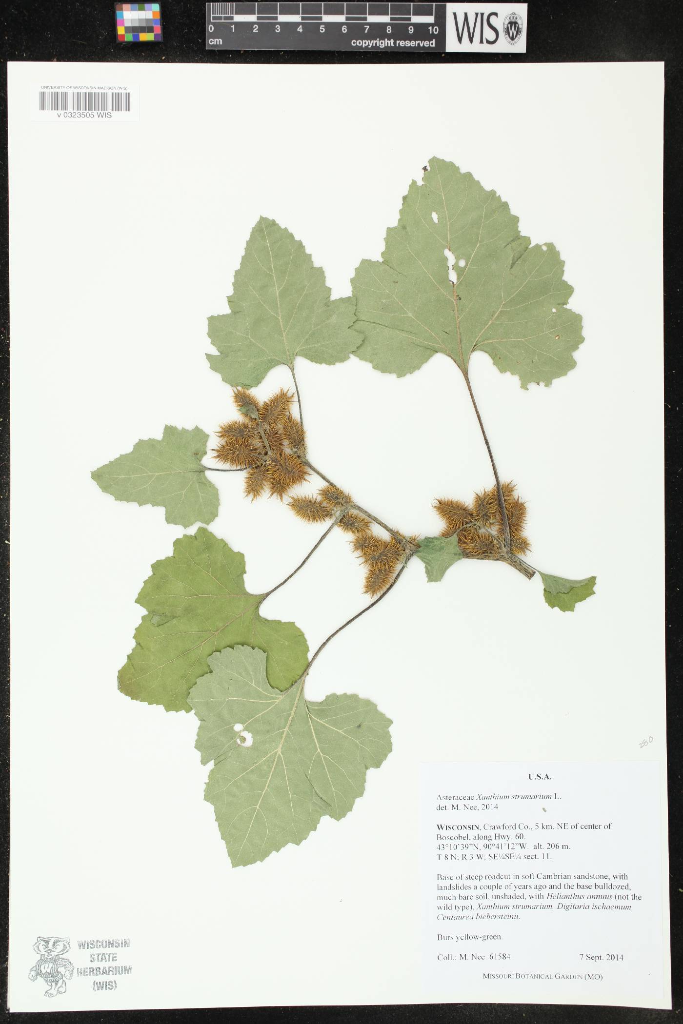 Xanthium strumarium image
