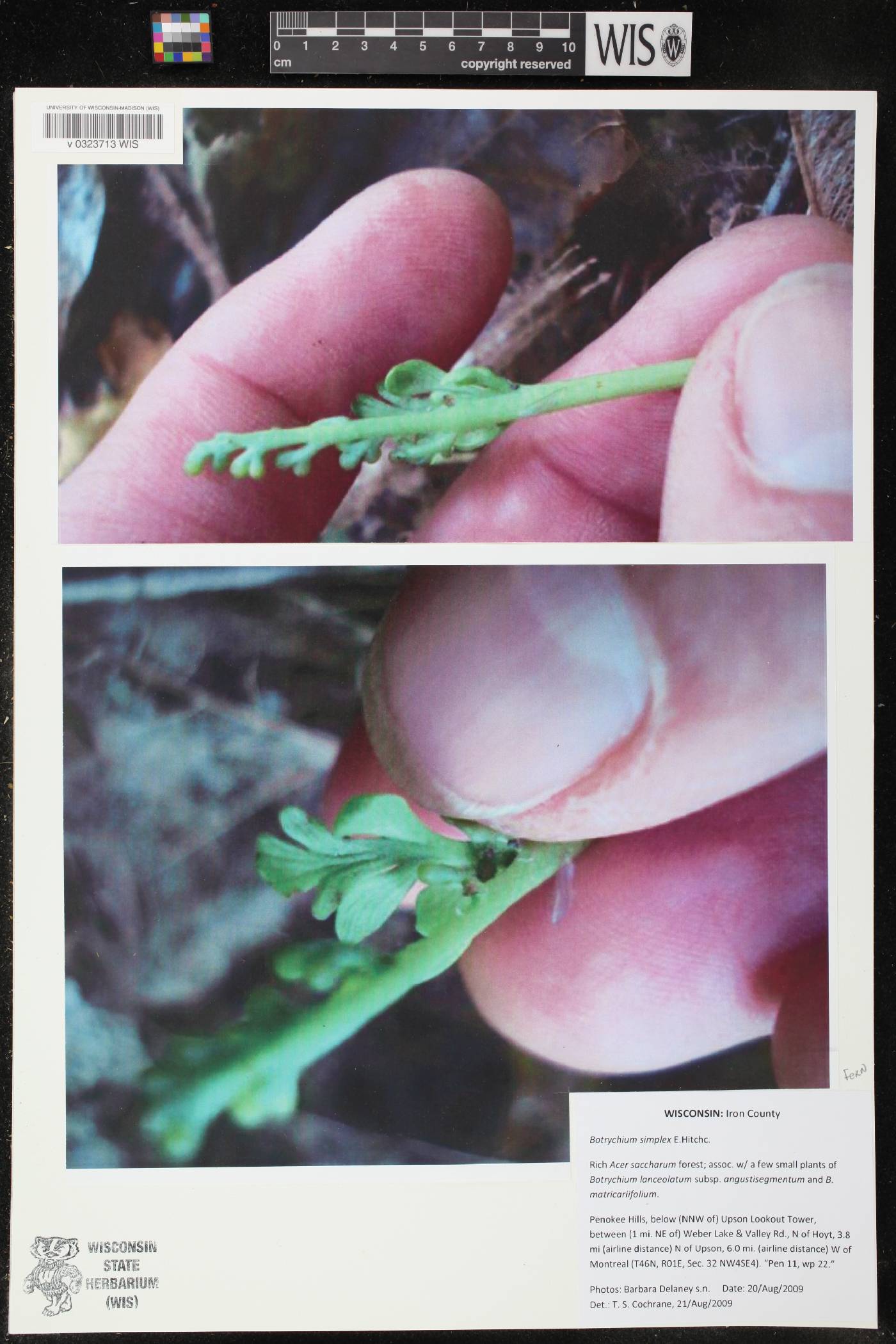 Botrychium simplex image