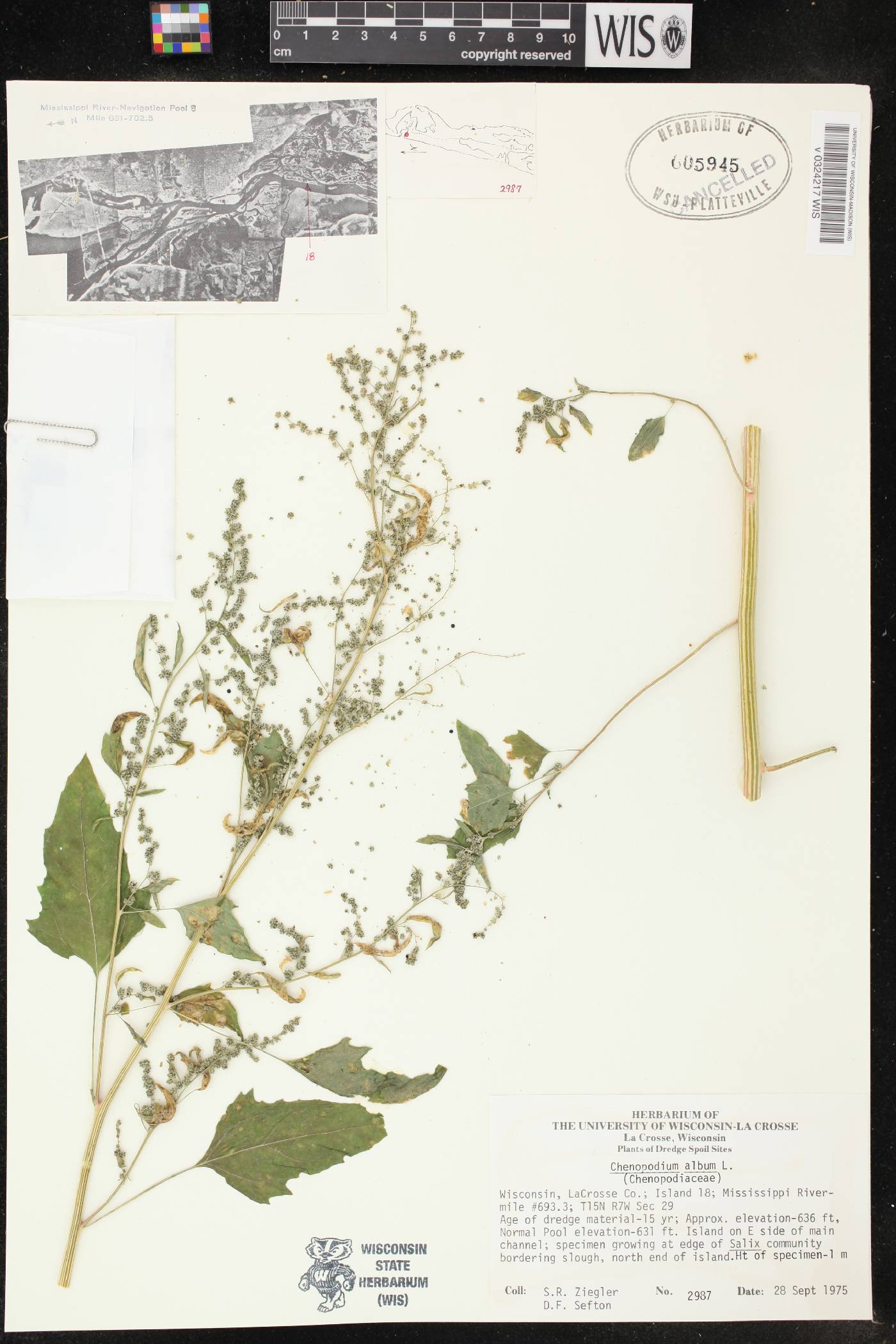 Chenopodium album image