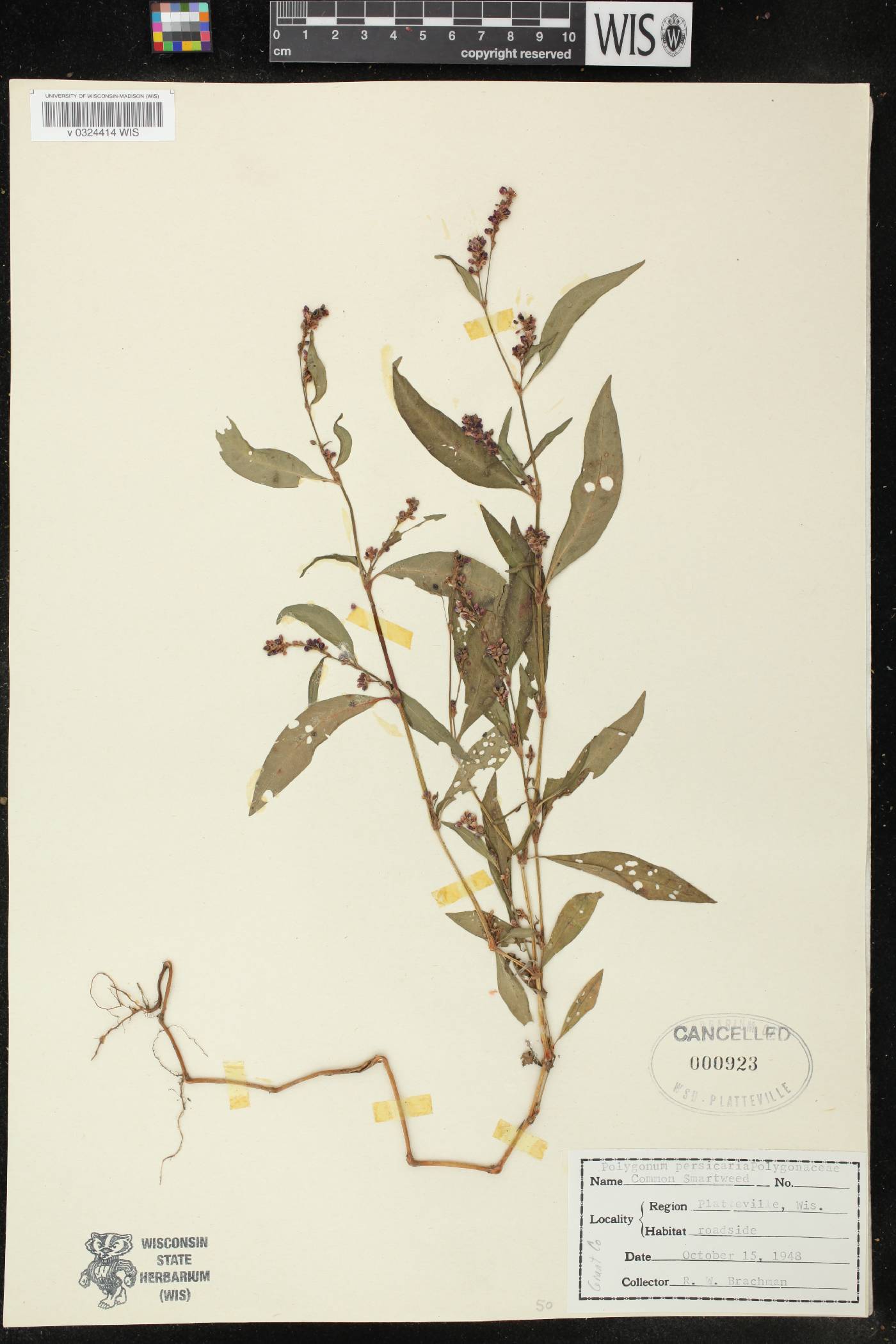 Persicaria maculosa image