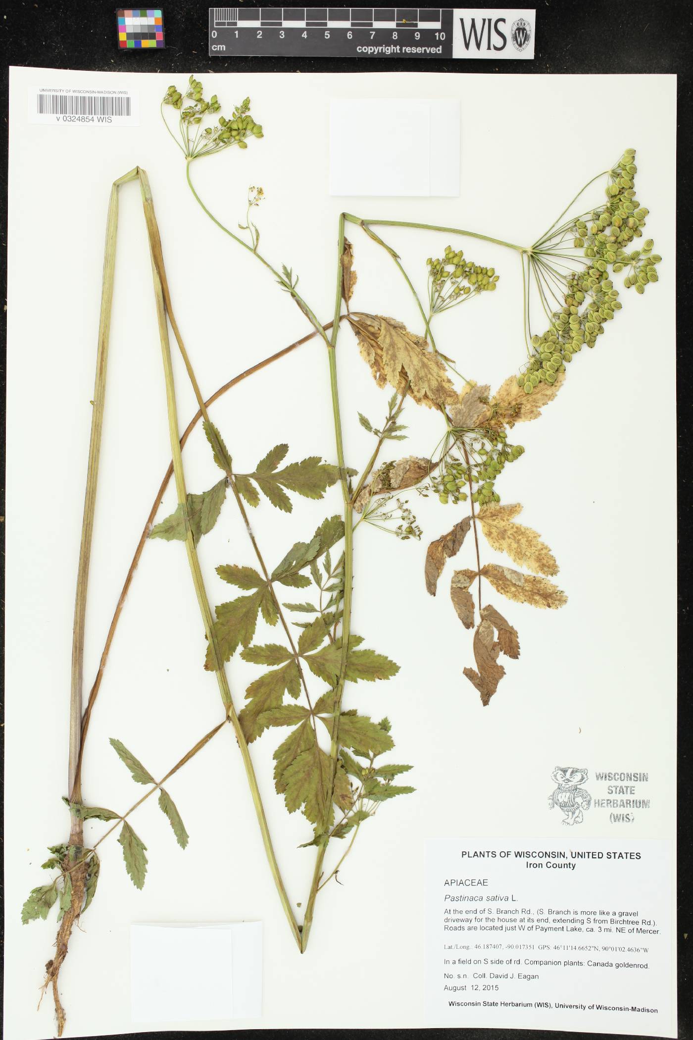 Pastinaca sativa image