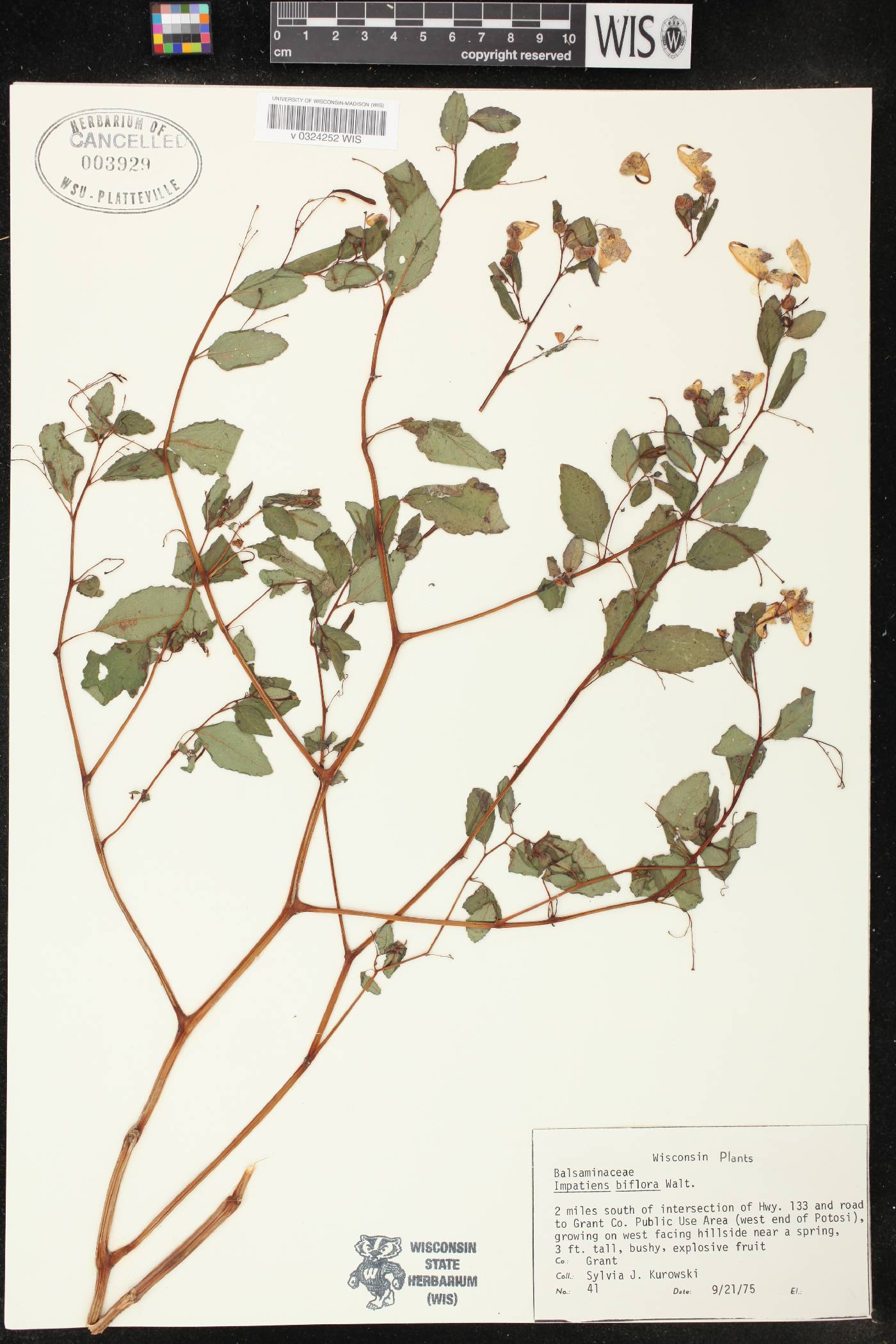 Impatiens capensis image