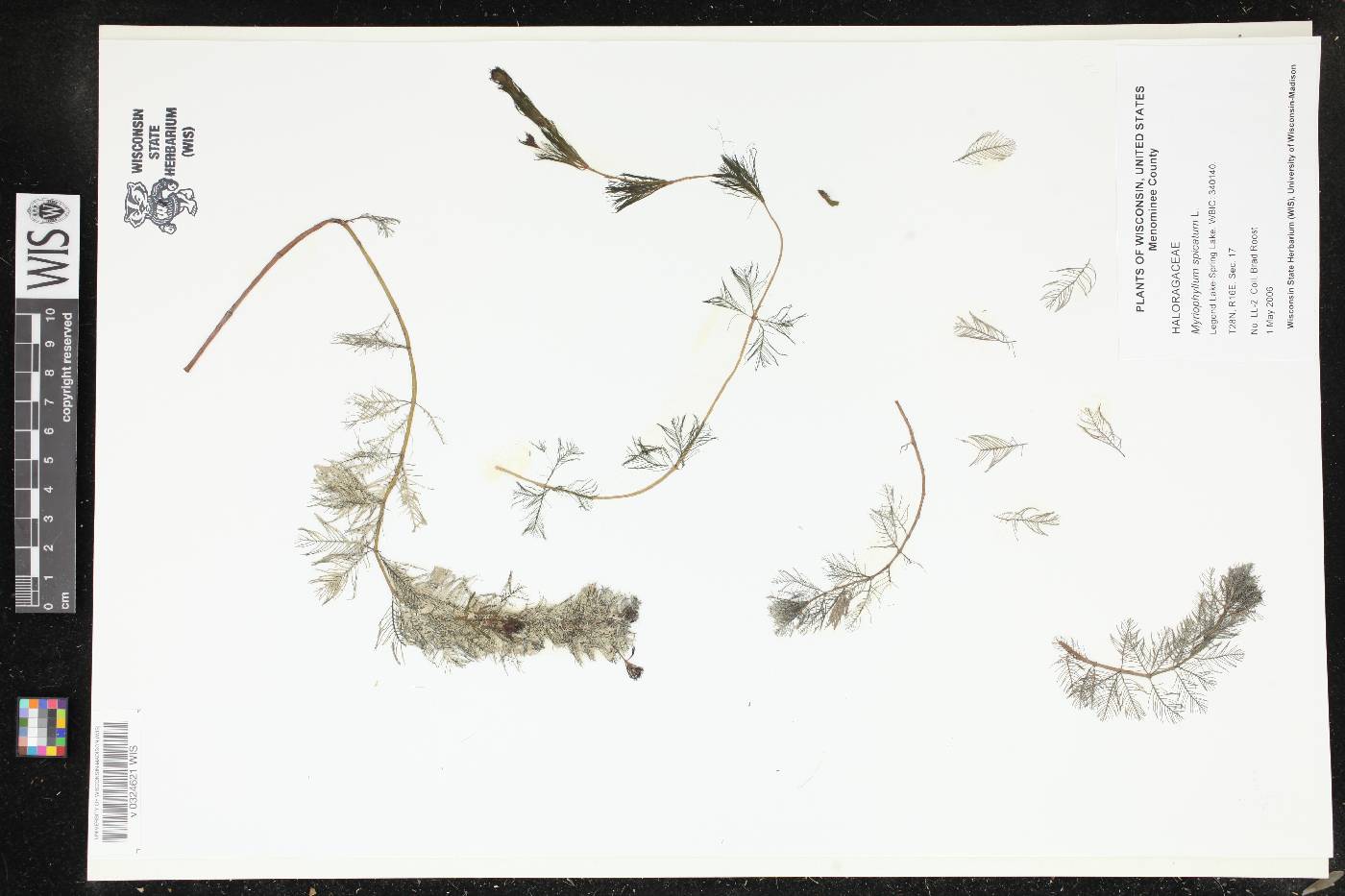 Myriophyllum spicatum image