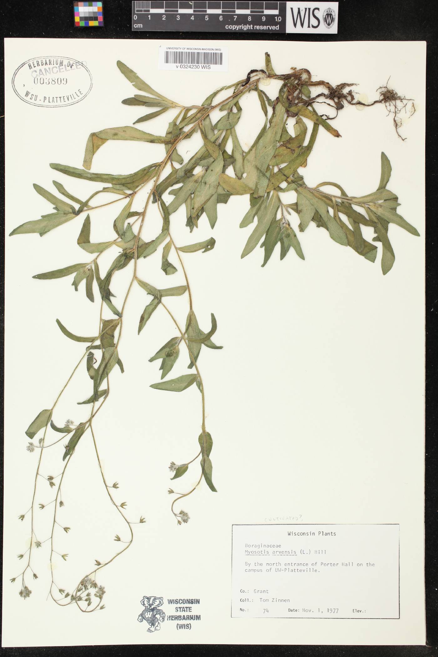 Myosotis arvensis image
