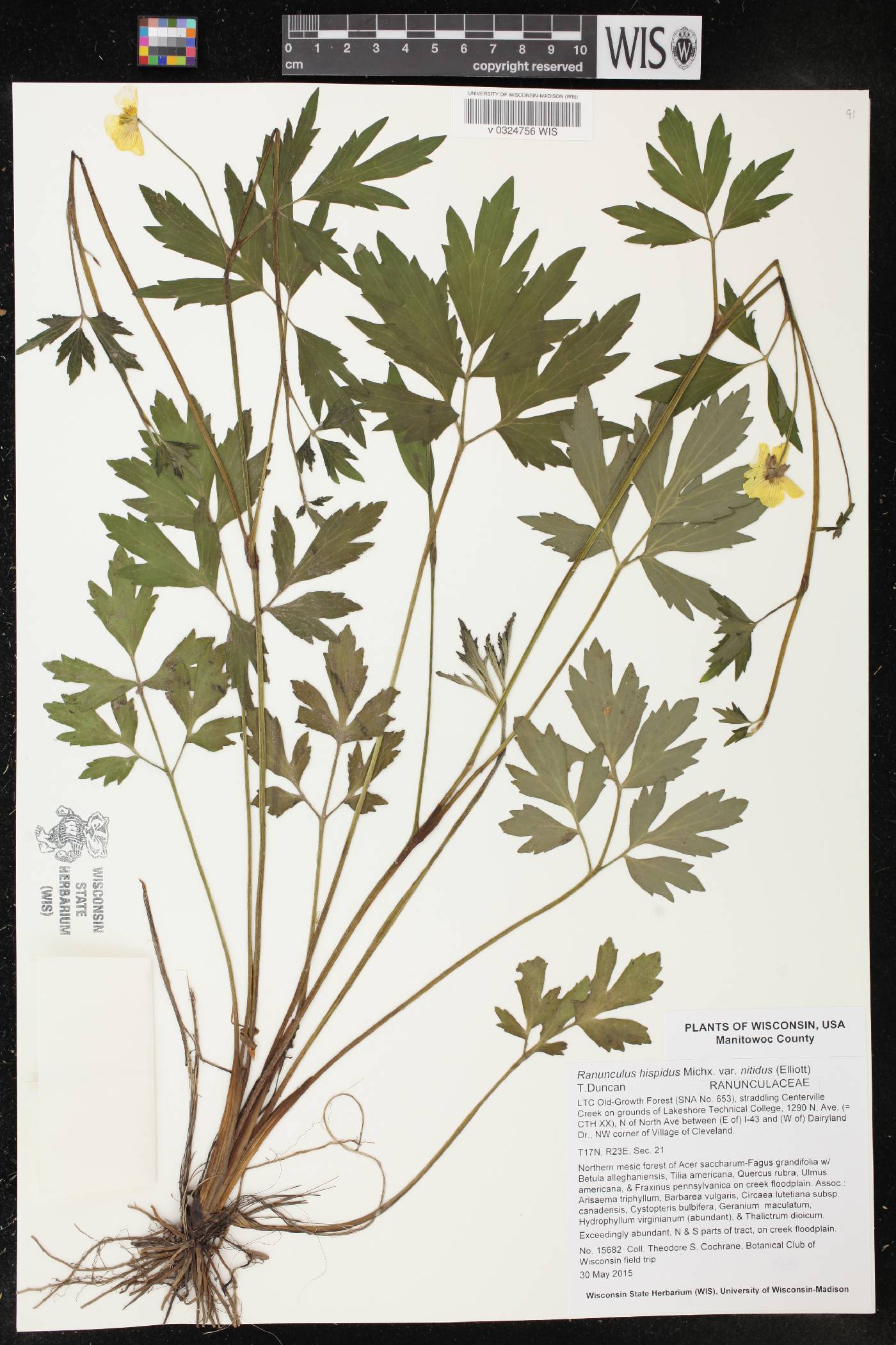 Ranunculus hispidus image