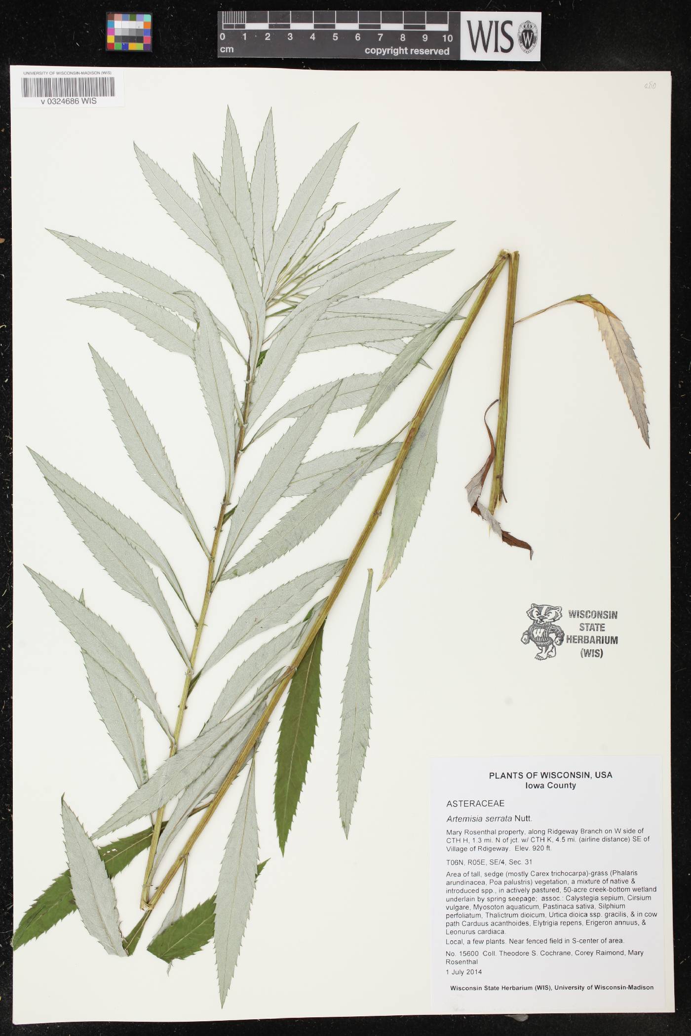 Artemisia serrata image
