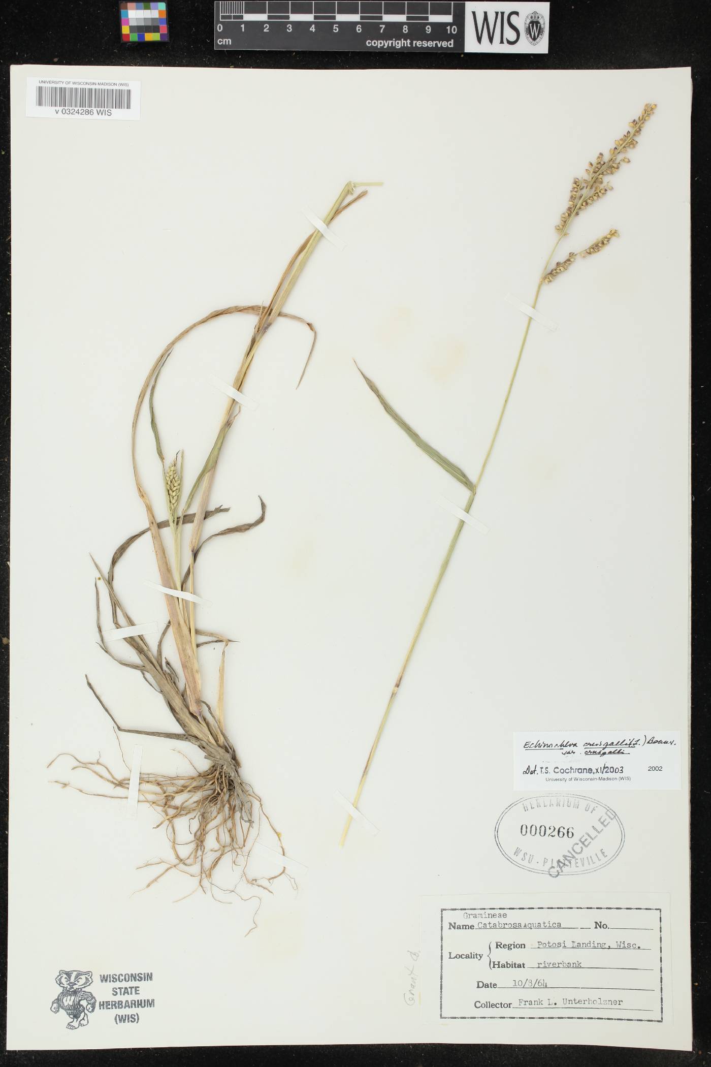 Echinochloa crus-galli image