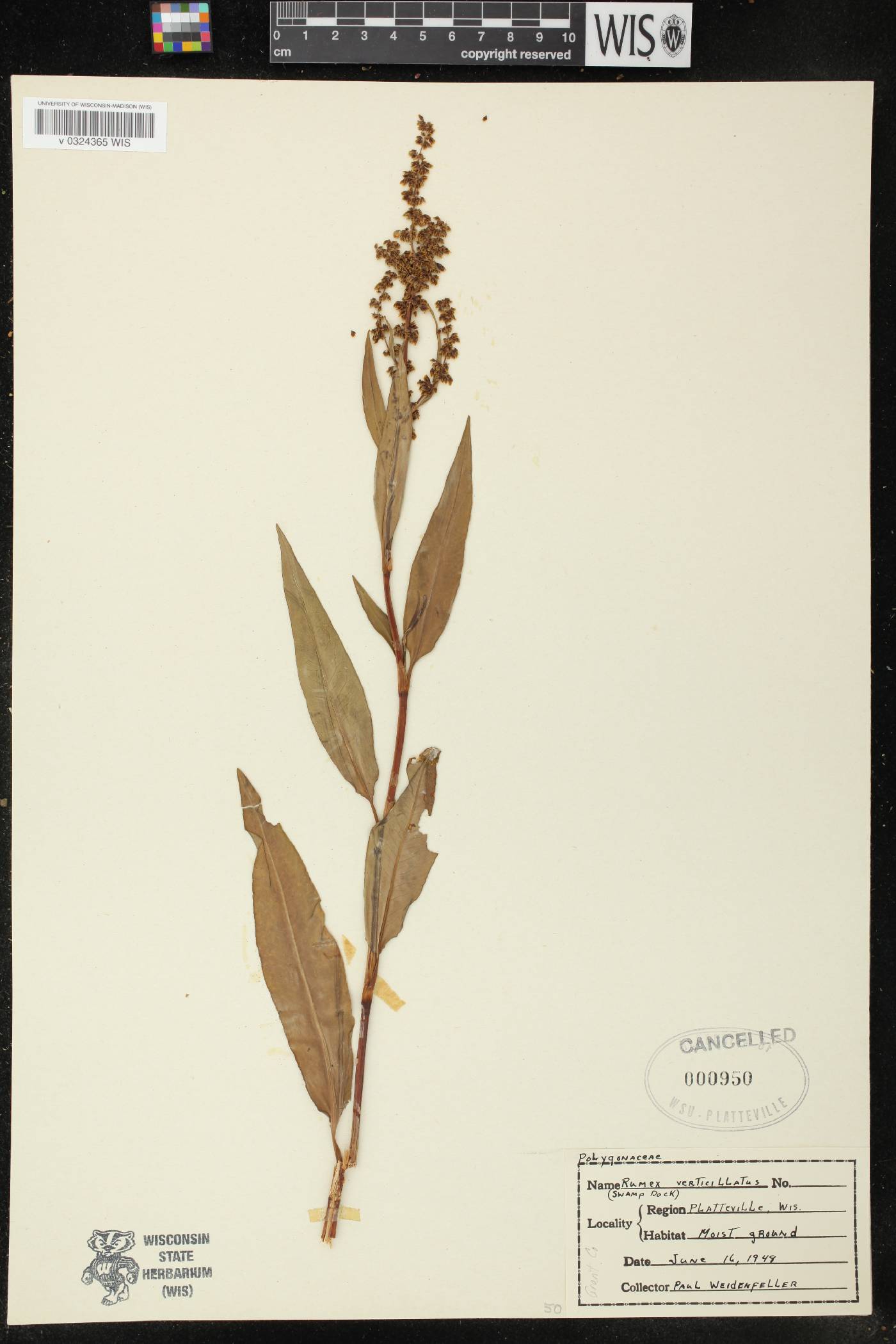 Rumex verticillatus image