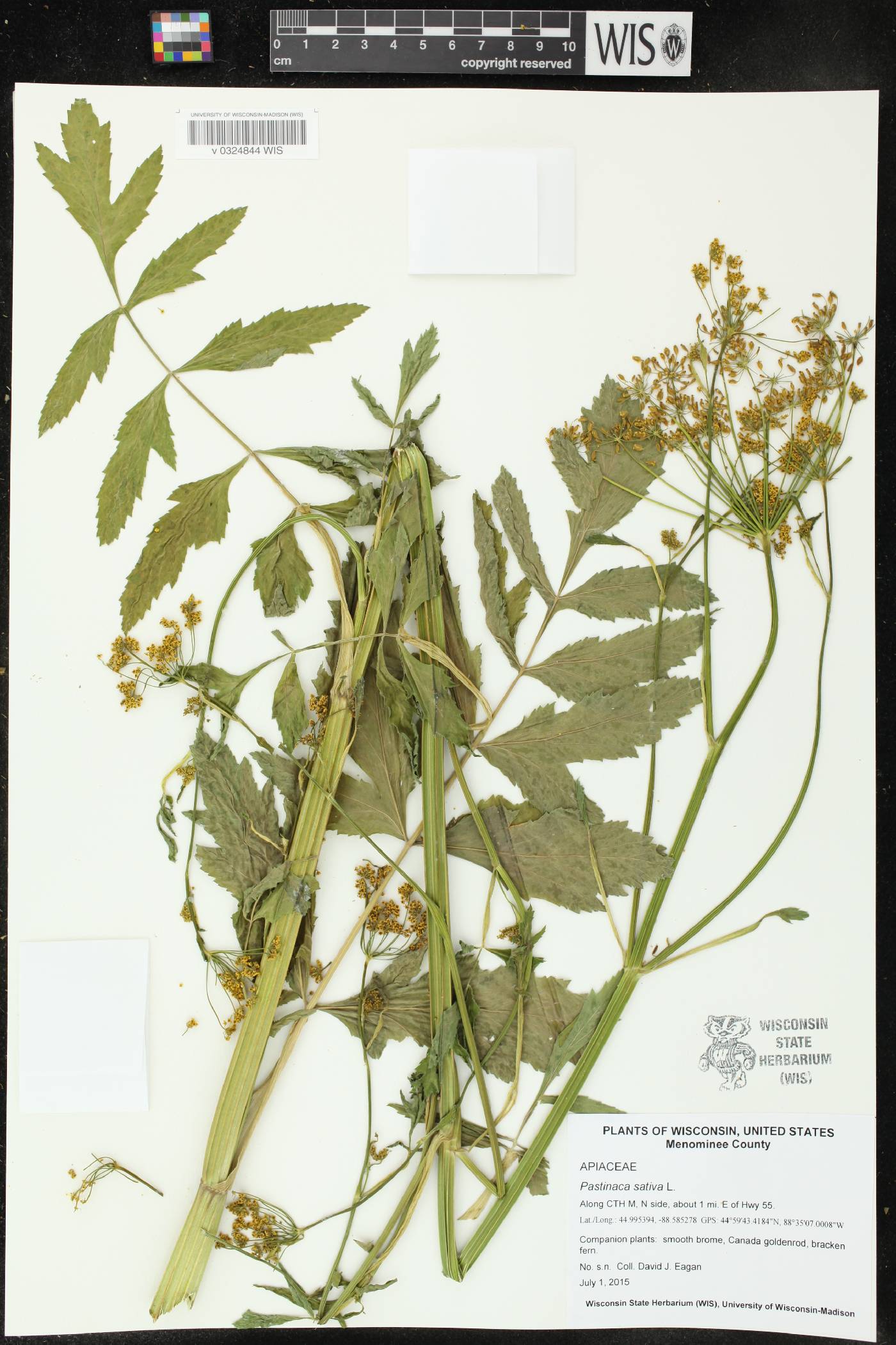 Pastinaca sativa image