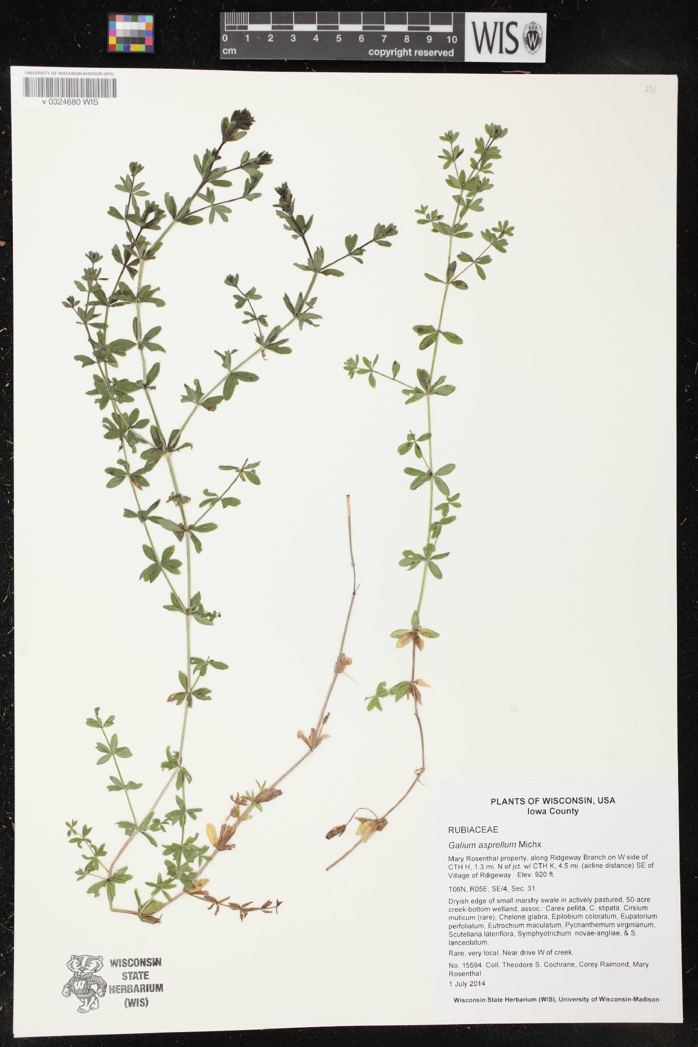 Galium asprellum image