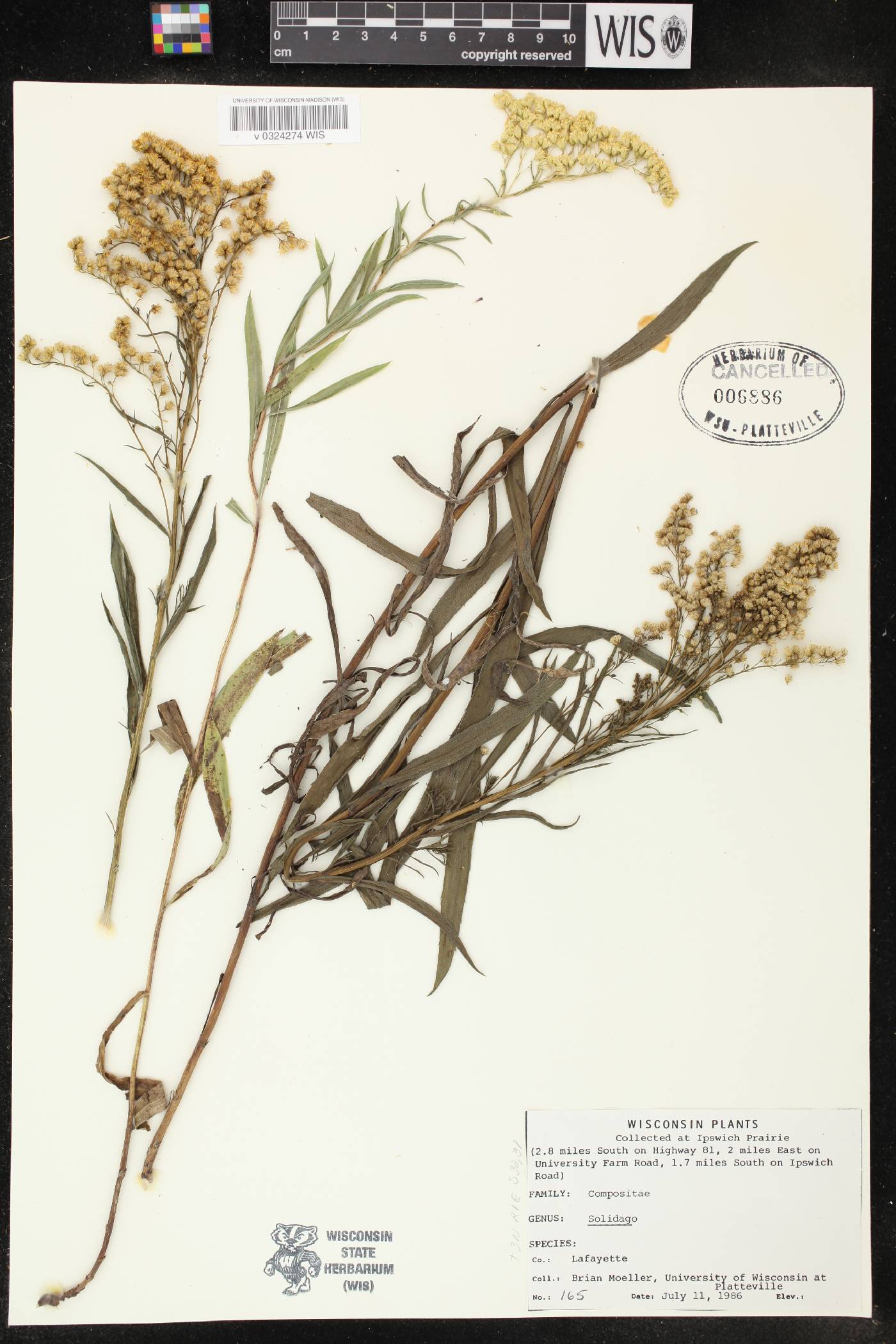 Solidago missouriensis image