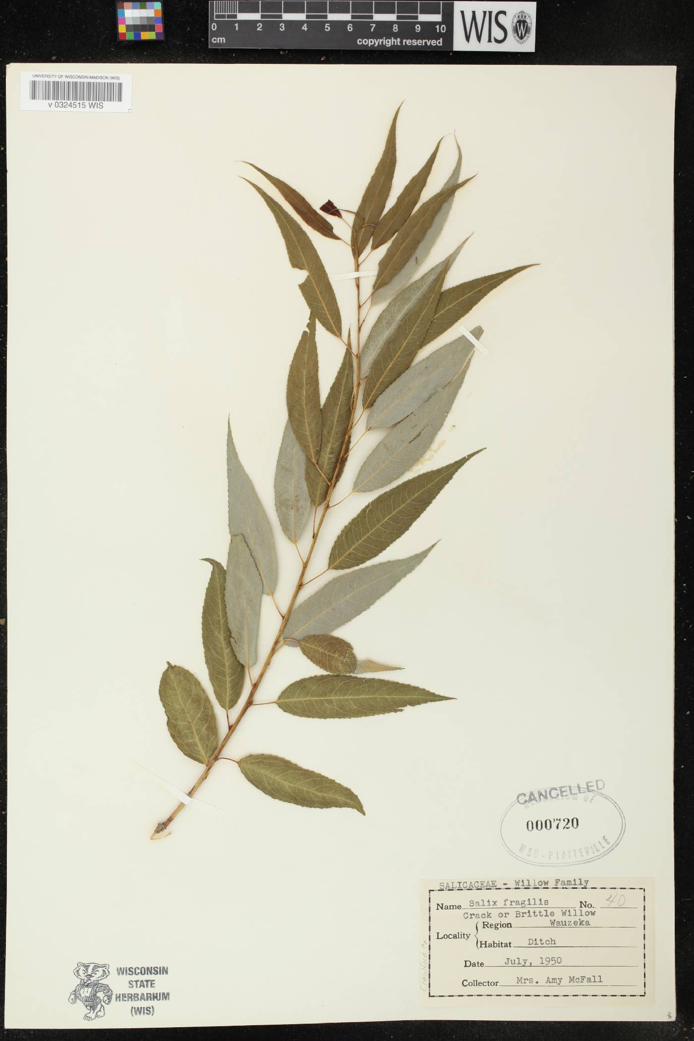 Salix x fragilis image