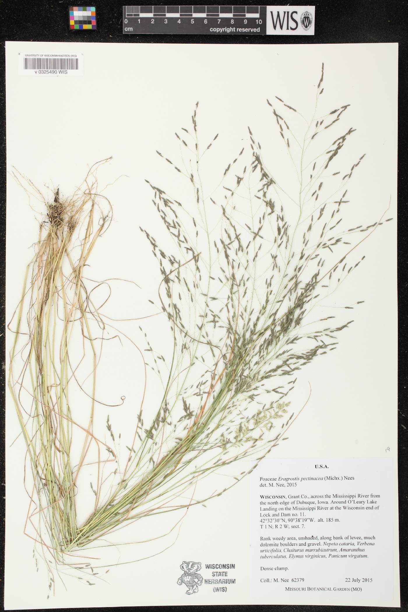 Eragrostis pectinacea image